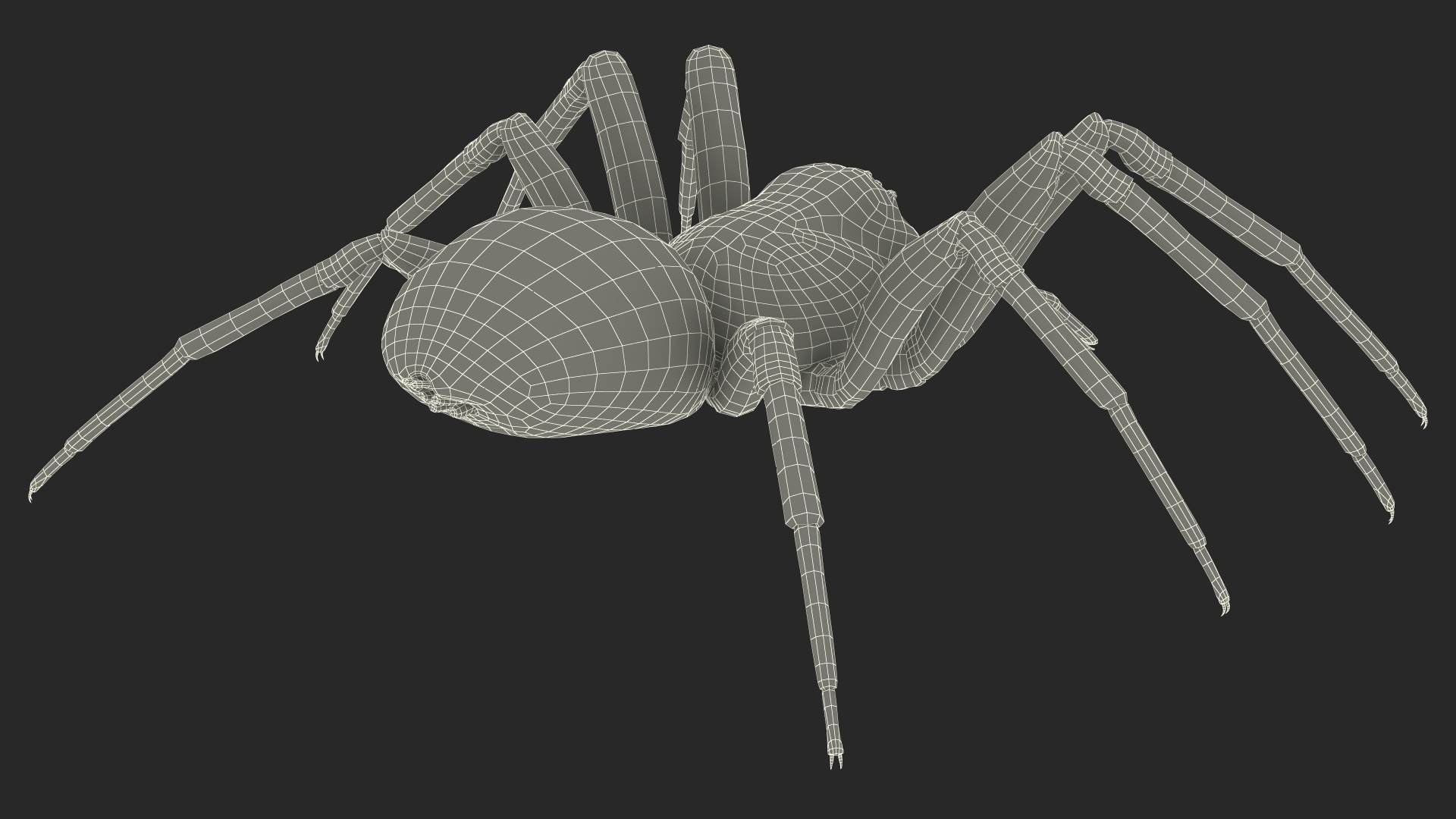 Badumna Insignis Fur Rigged 3D