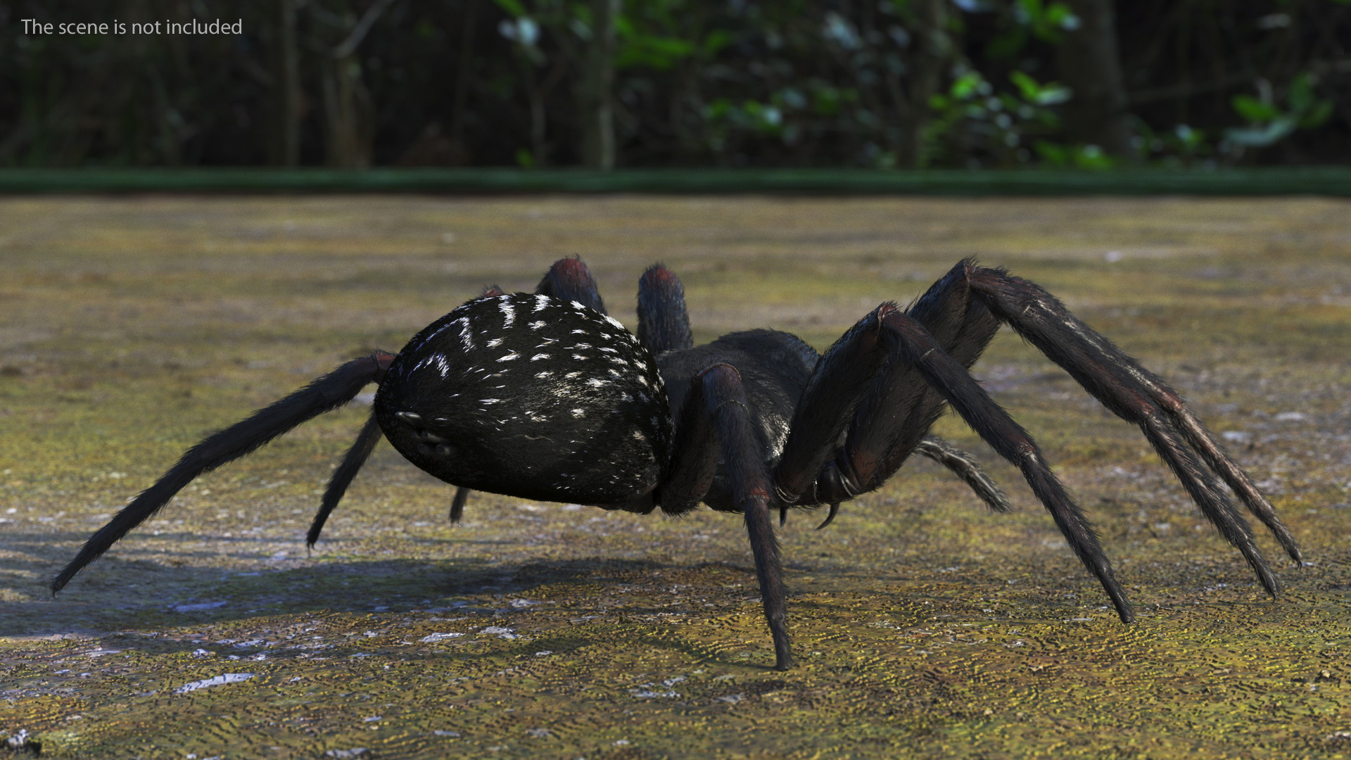 Badumna Insignis Fur Rigged 3D