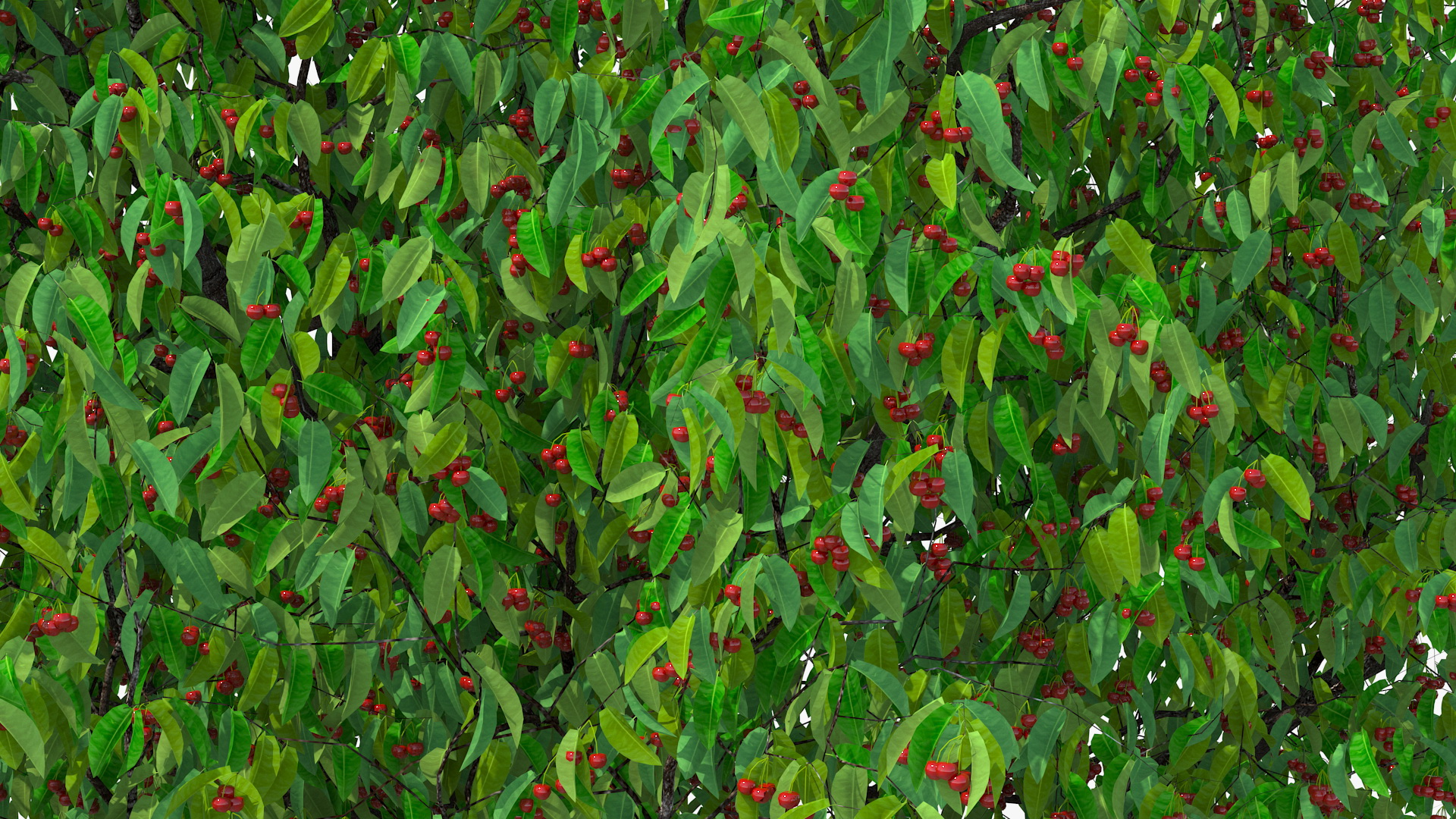 3D model Cherry Tree with Cherries