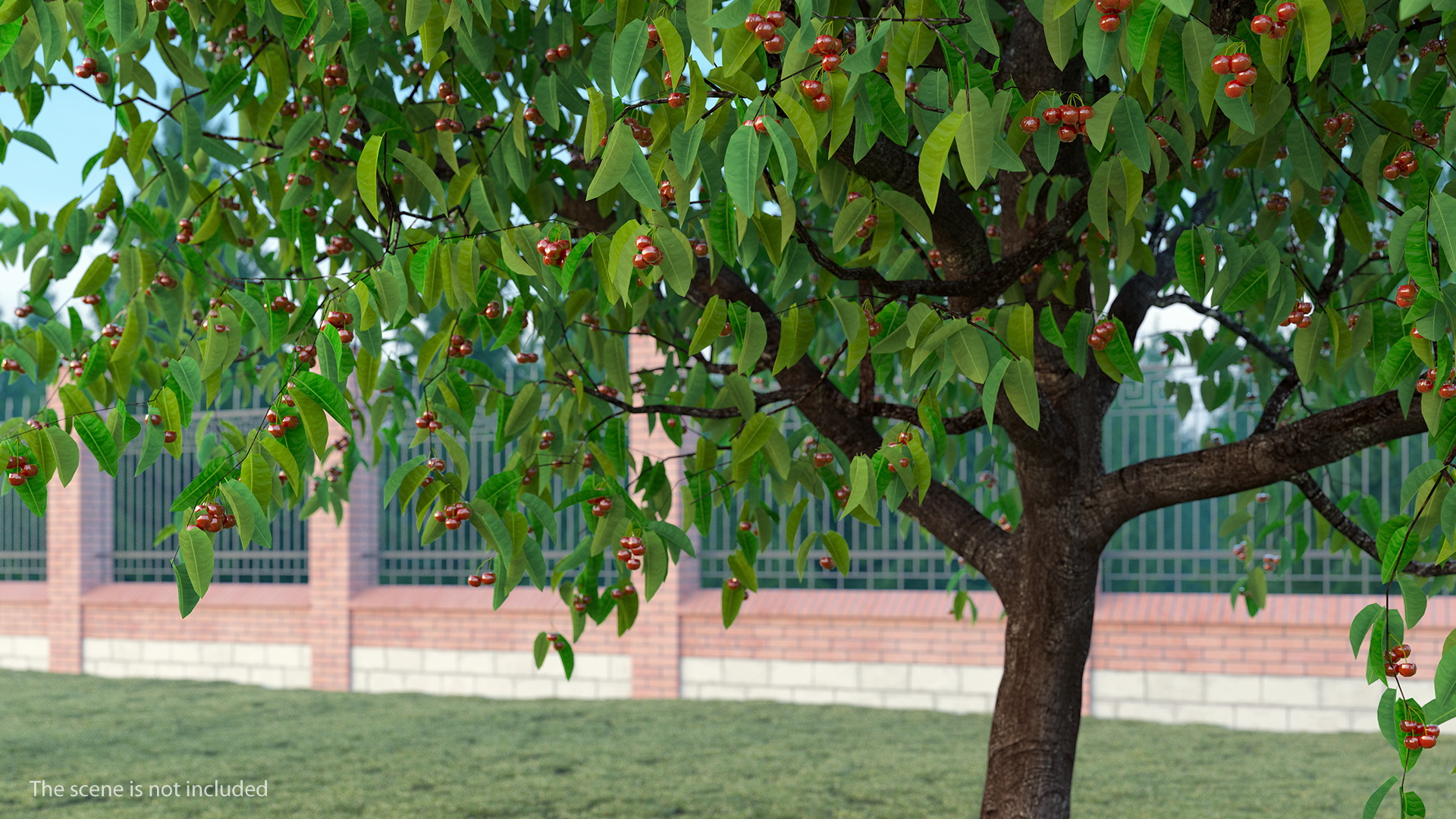 3D model Cherry Tree with Cherries