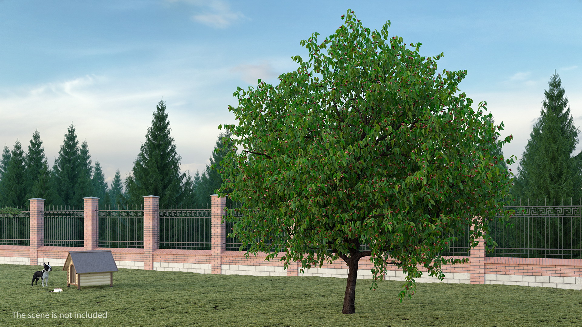 3D model Cherry Tree with Cherries
