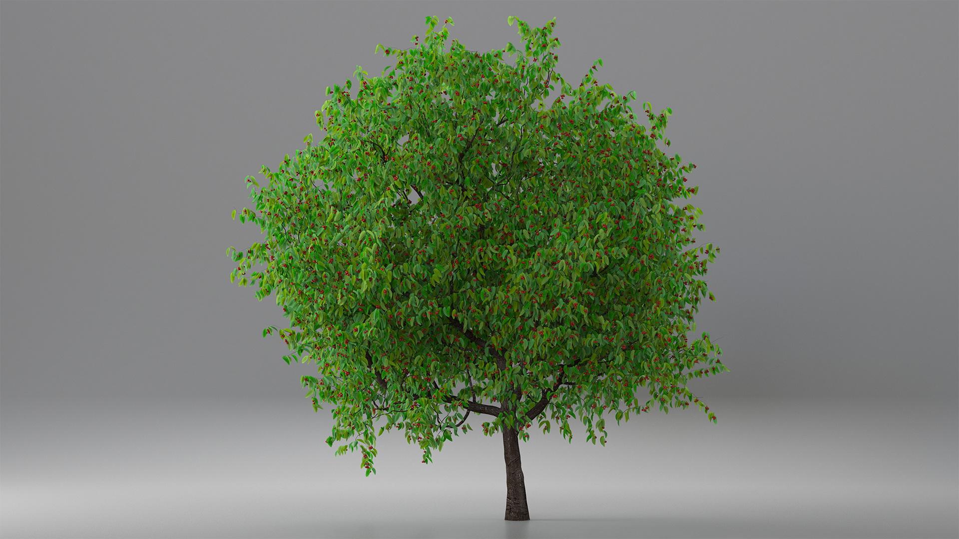 3D model Cherry Tree with Cherries