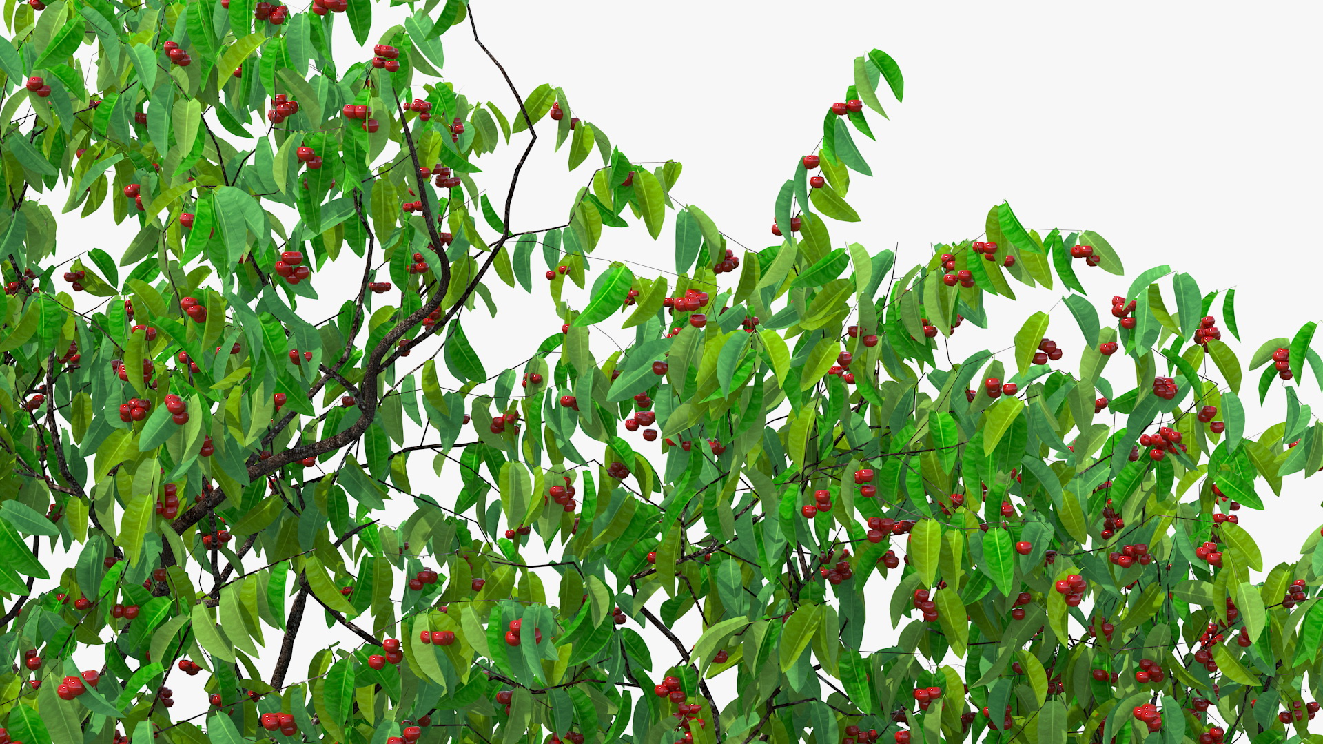 3D model Cherry Tree with Cherries