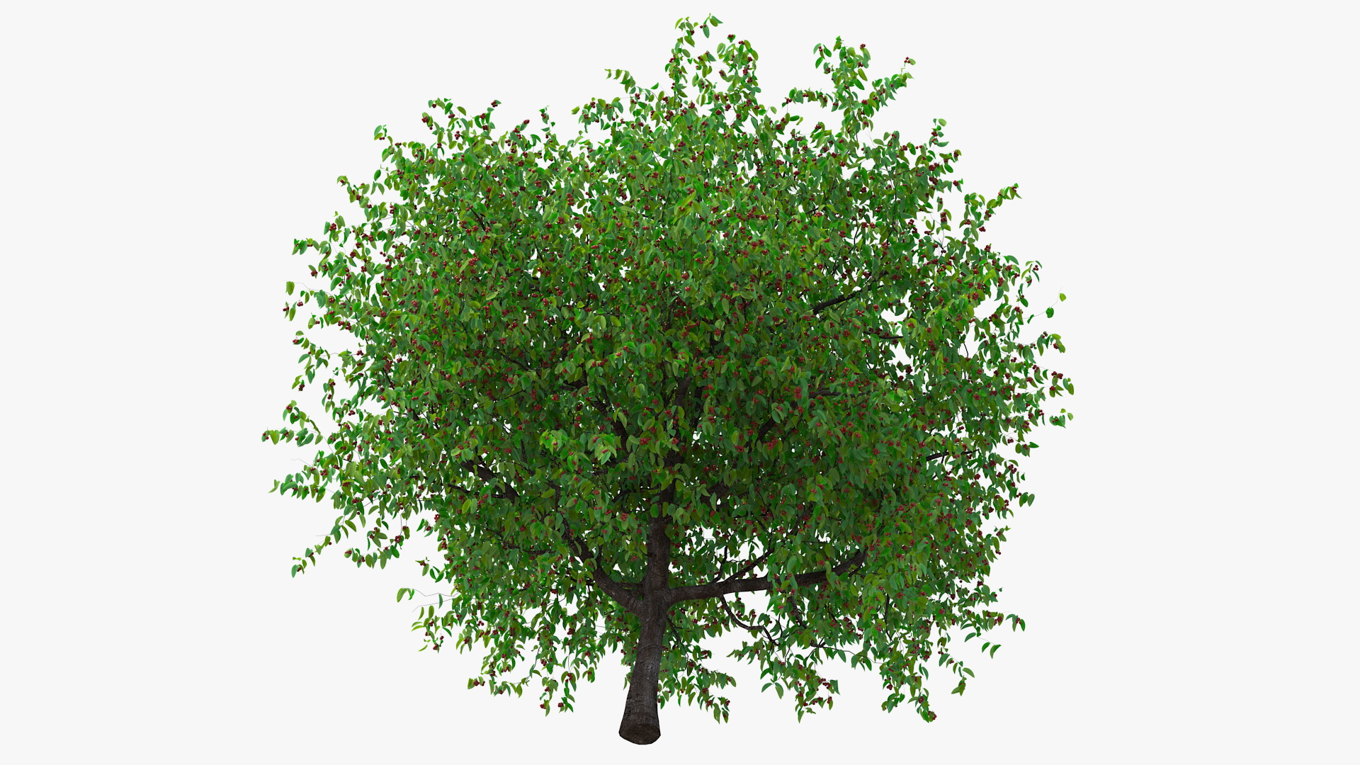 3D model Cherry Tree with Cherries