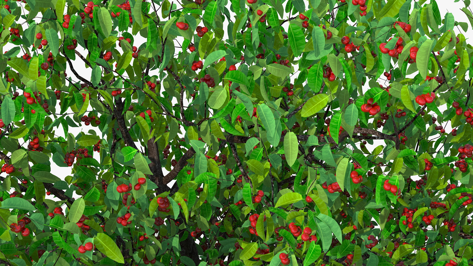 3D model Cherry Tree with Cherries