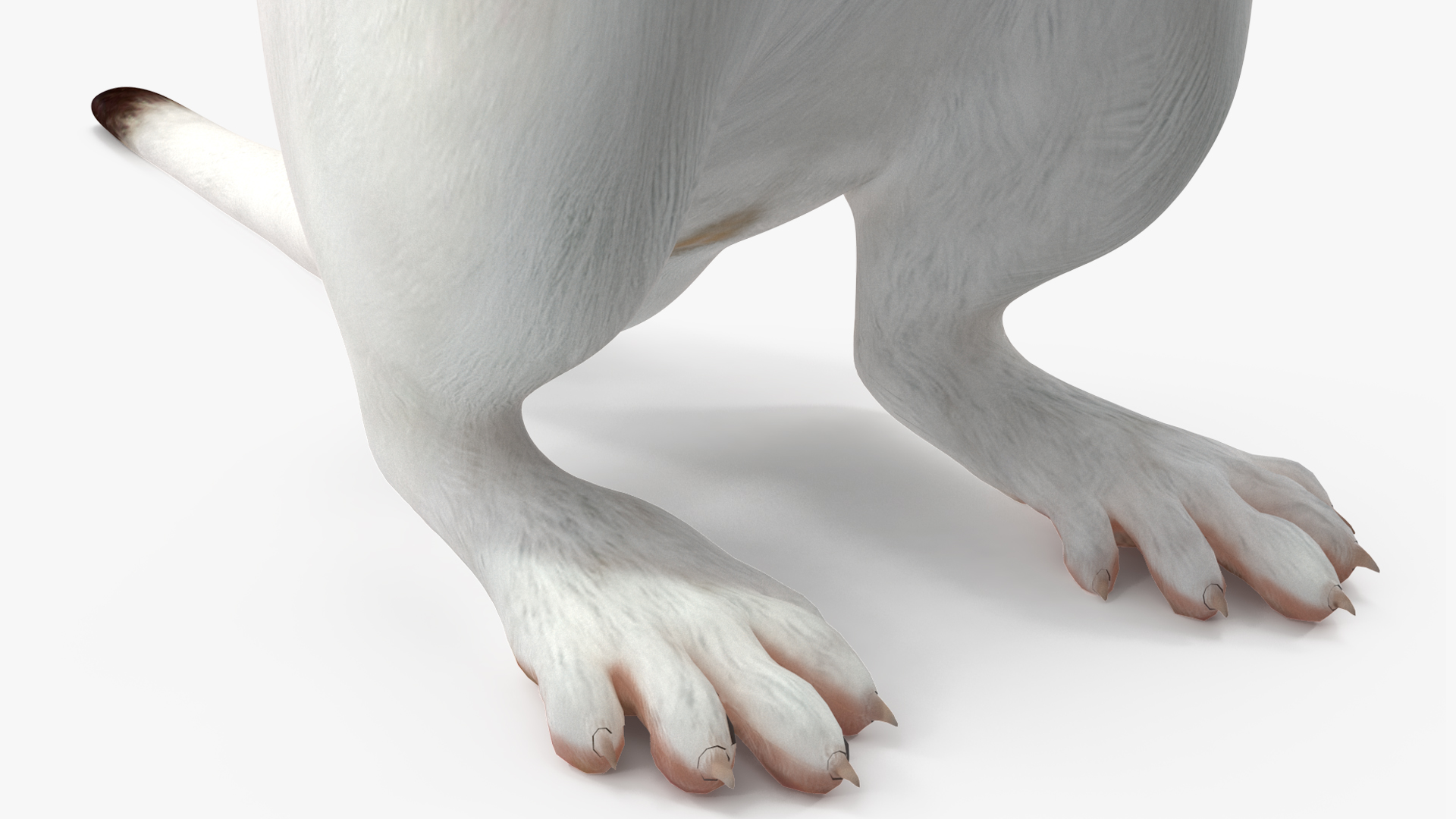 3D Standing White Ermine