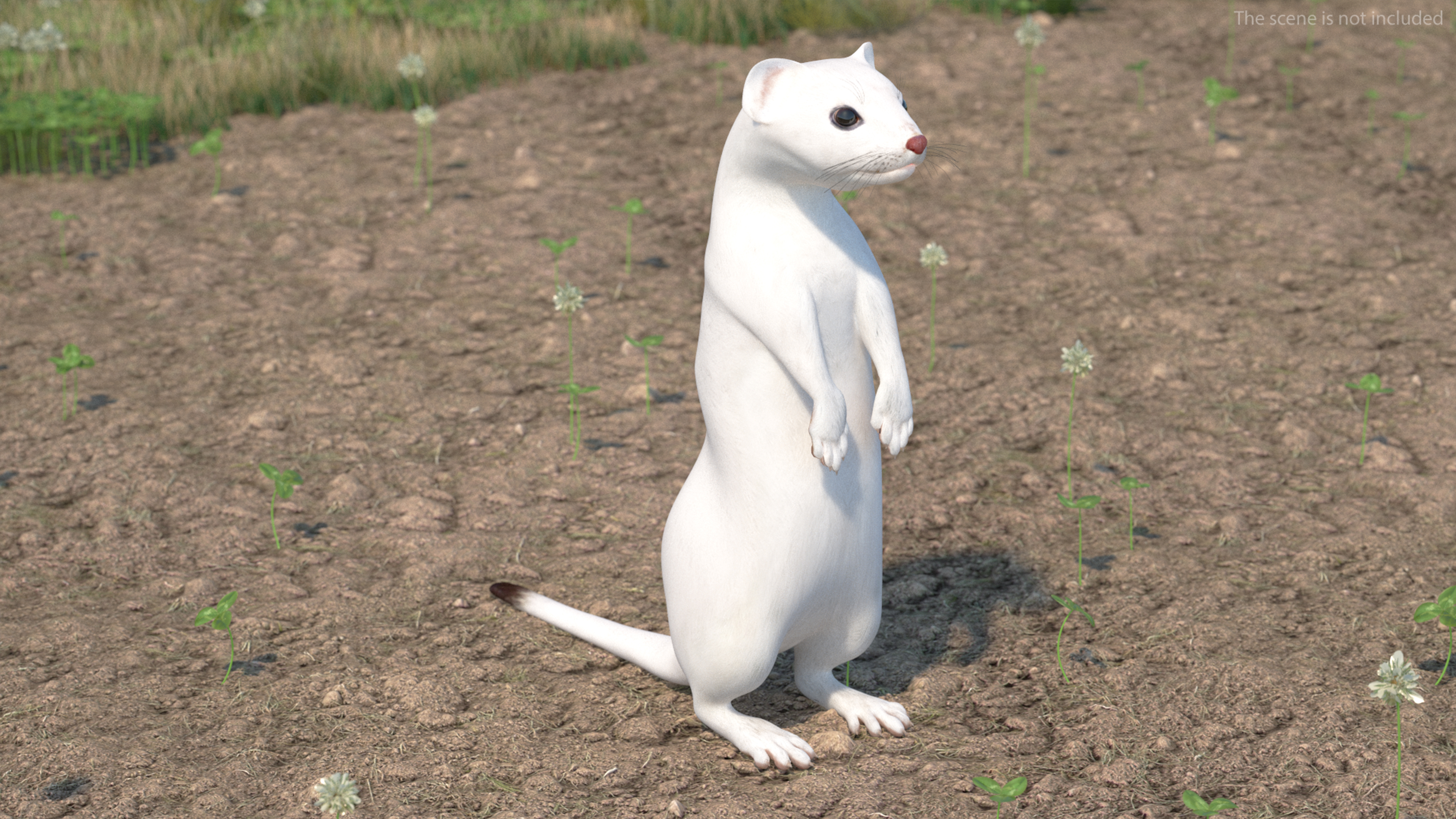 3D Standing White Ermine