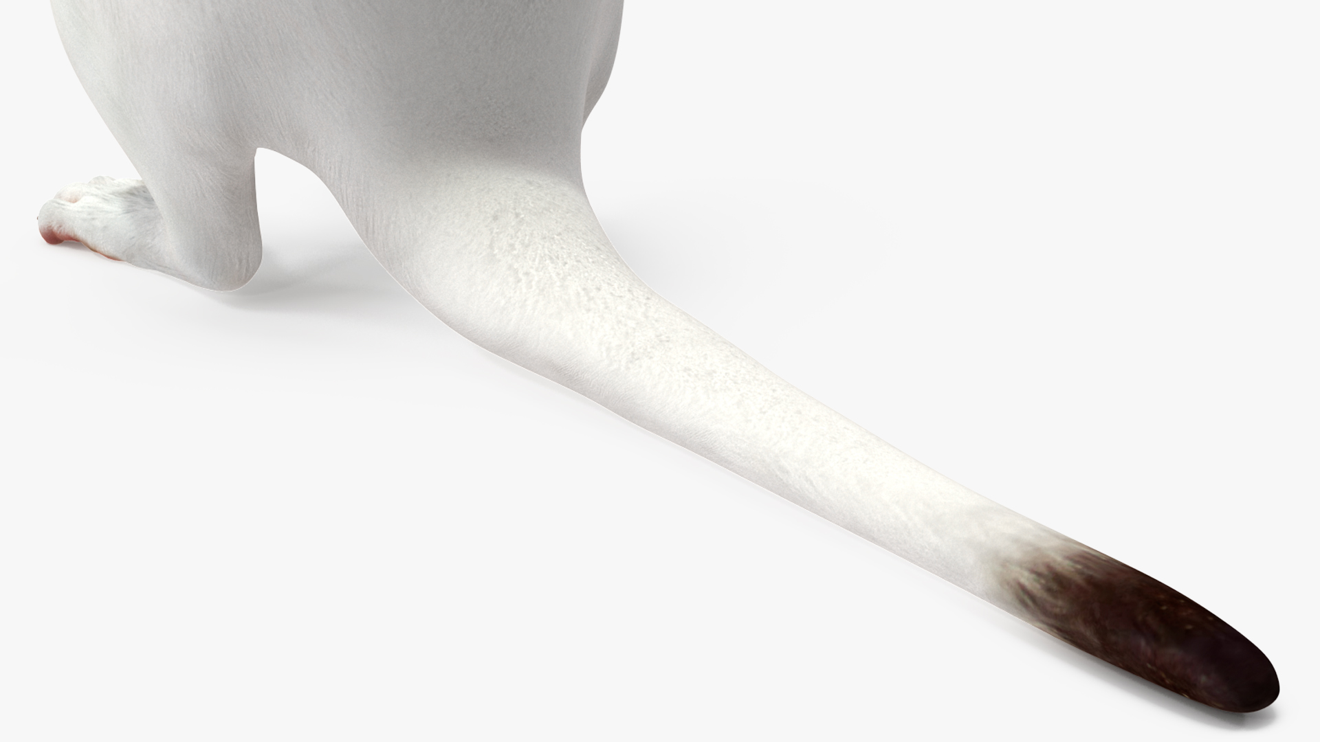 3D Standing White Ermine