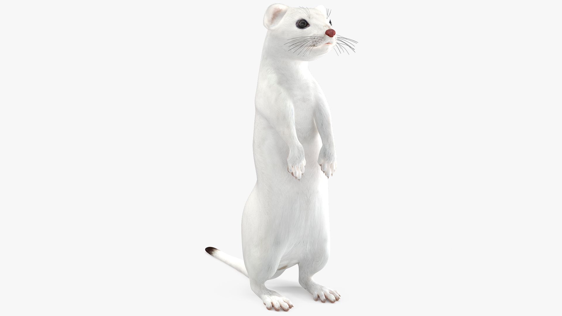 3D Standing White Ermine