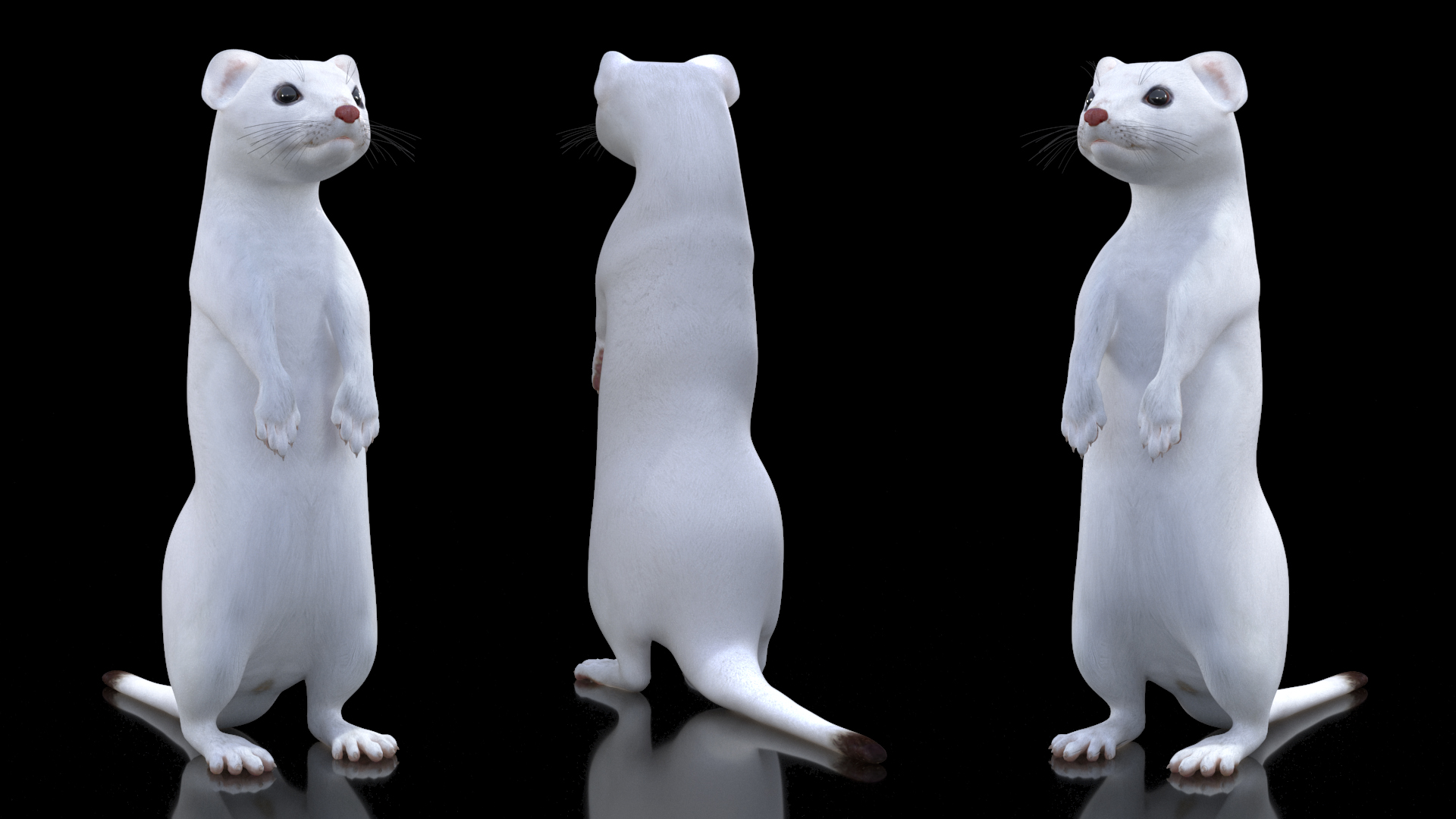 3D Standing White Ermine
