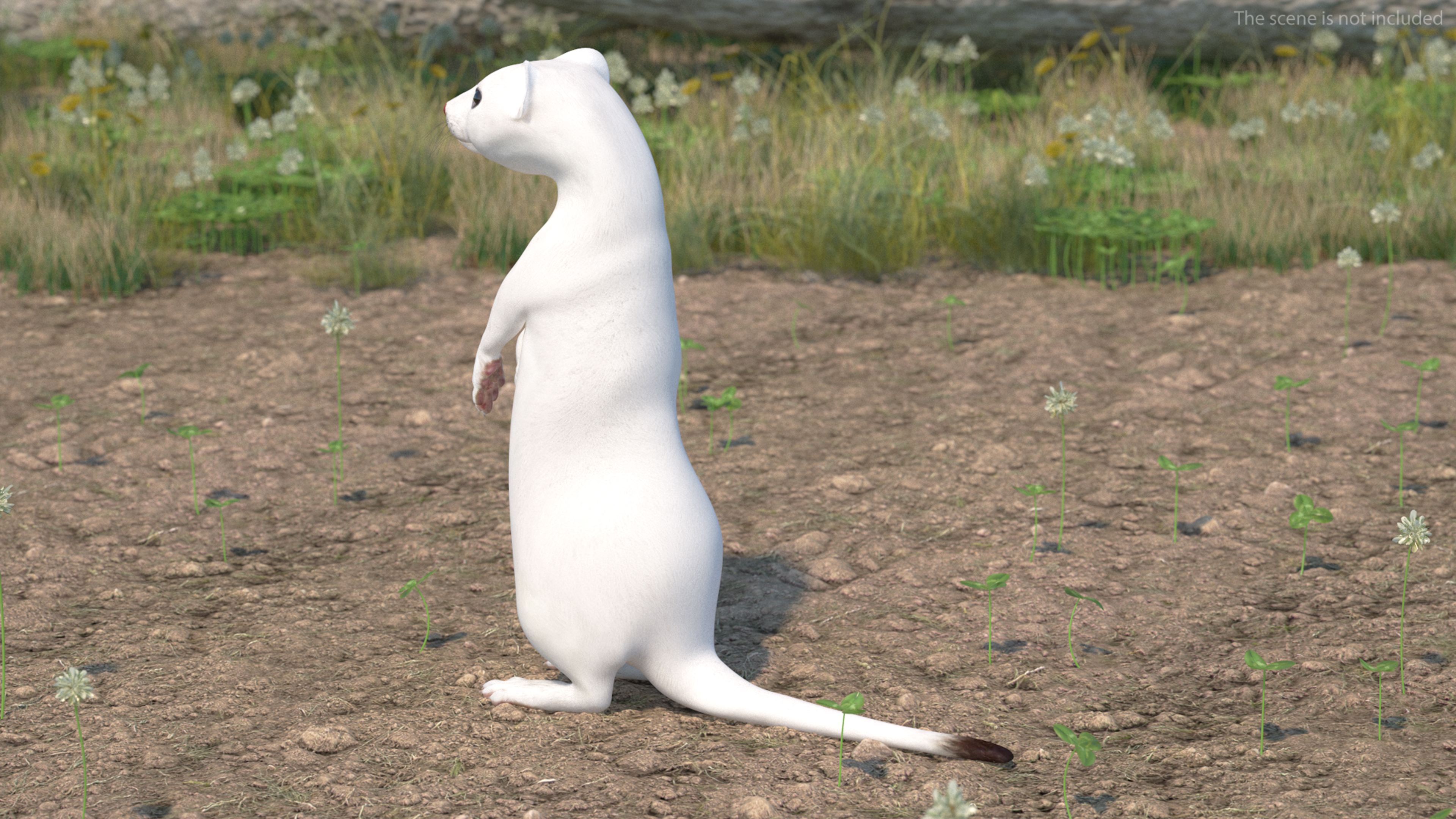 3D Standing White Ermine