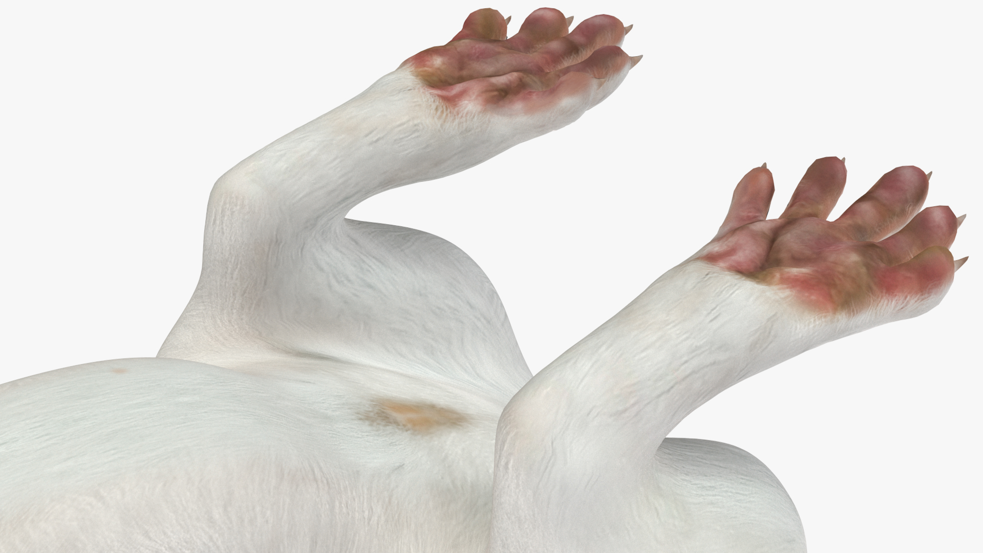 3D Standing White Ermine