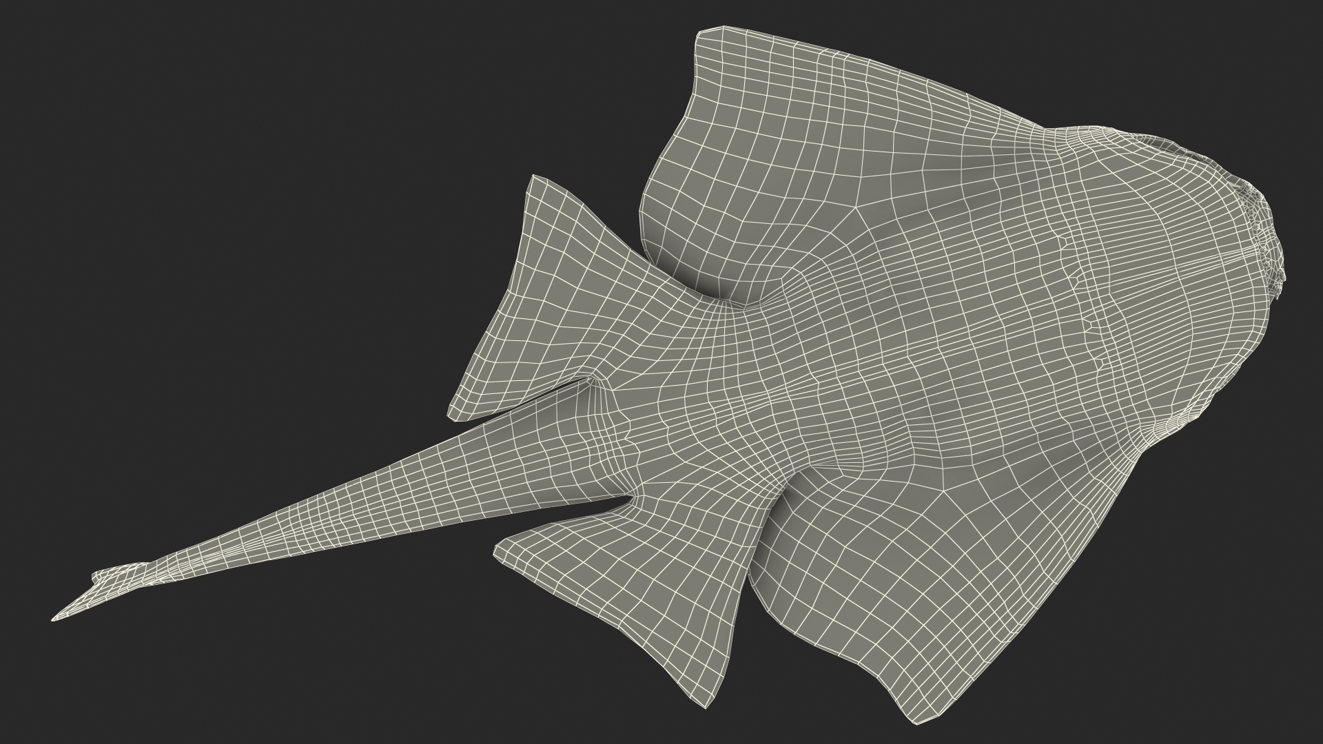 3D Angel Shark Rigged model