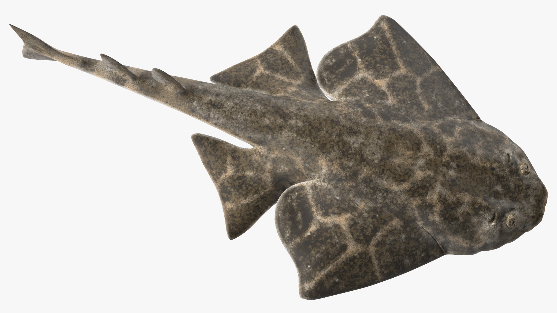 3D Angel Shark Rigged model