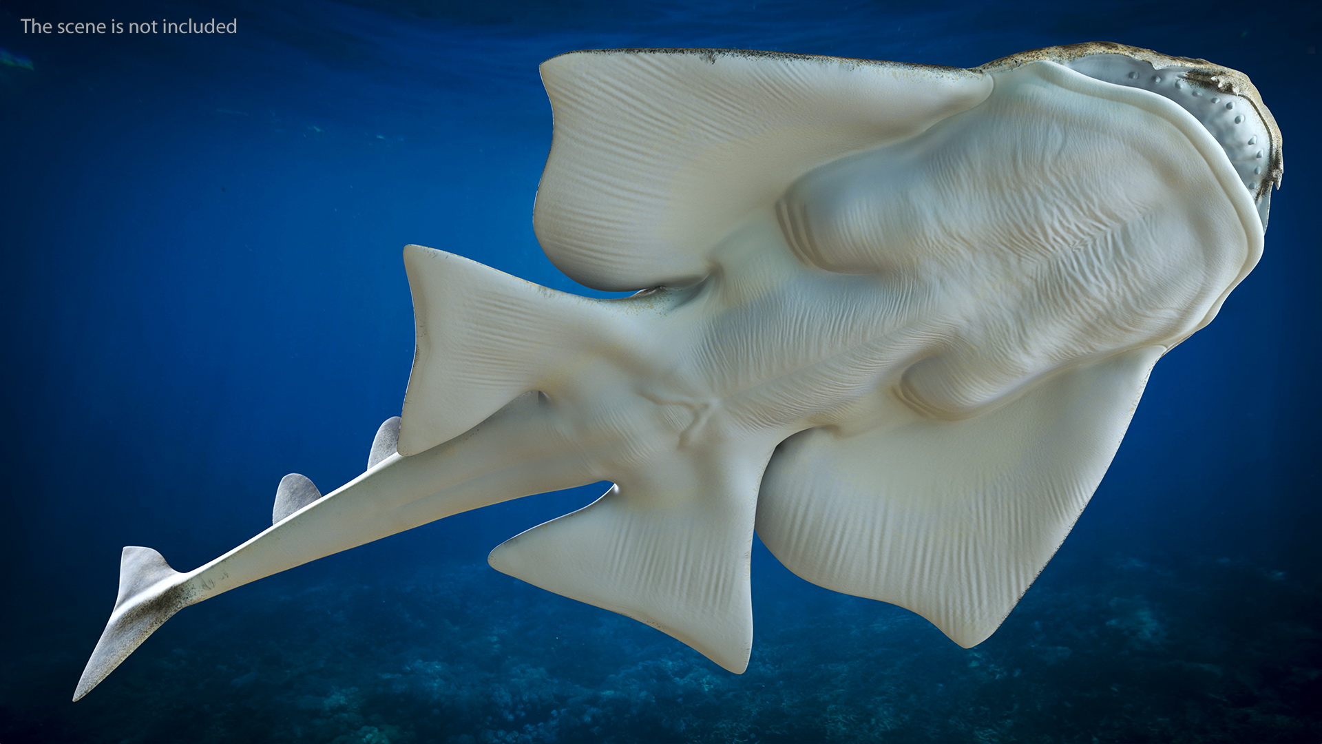 3D Angel Shark Rigged model