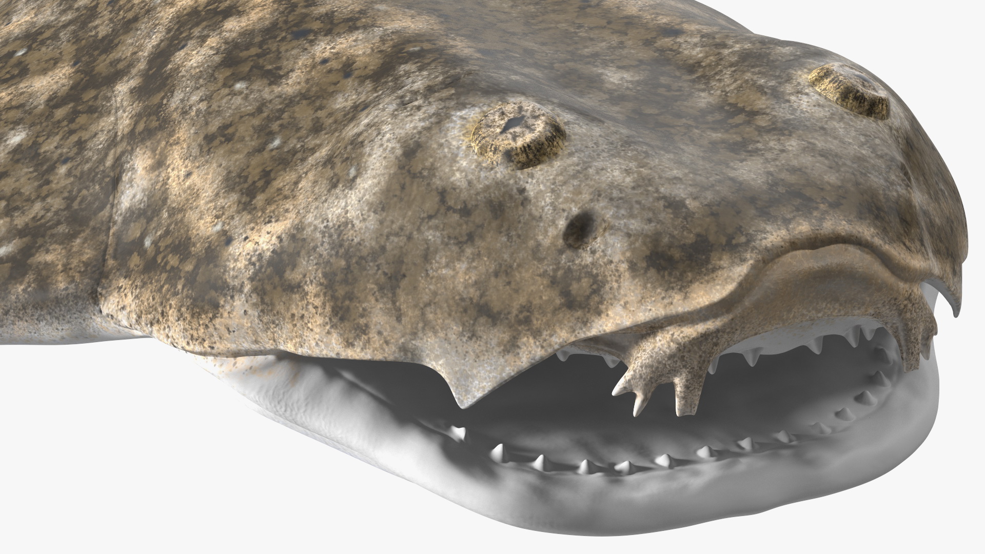 3D Angel Shark Rigged model
