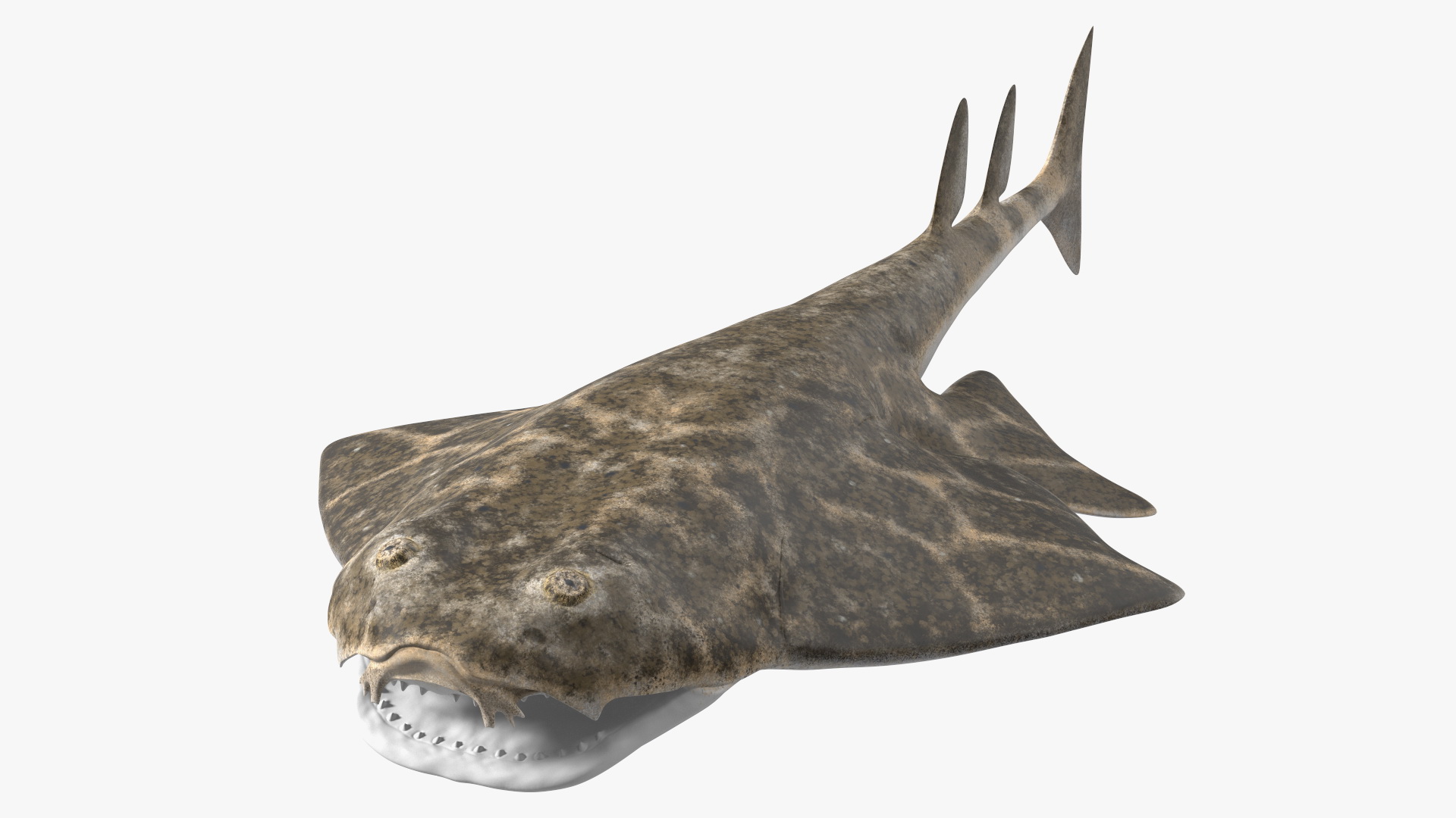 3D Angel Shark Rigged model