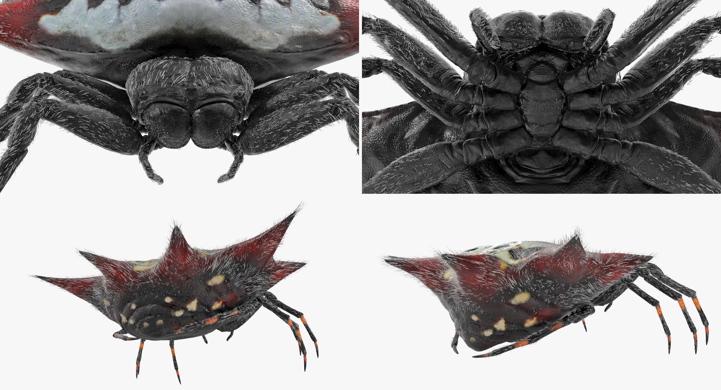 Spiny Orb Weaver Spider with Fur 3D