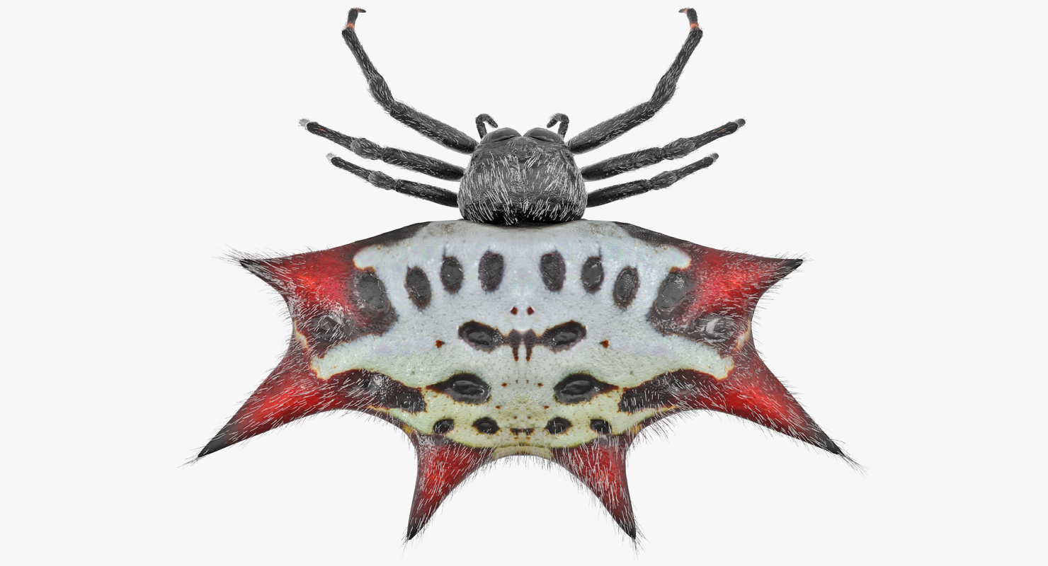 Spiny Orb Weaver Spider with Fur 3D