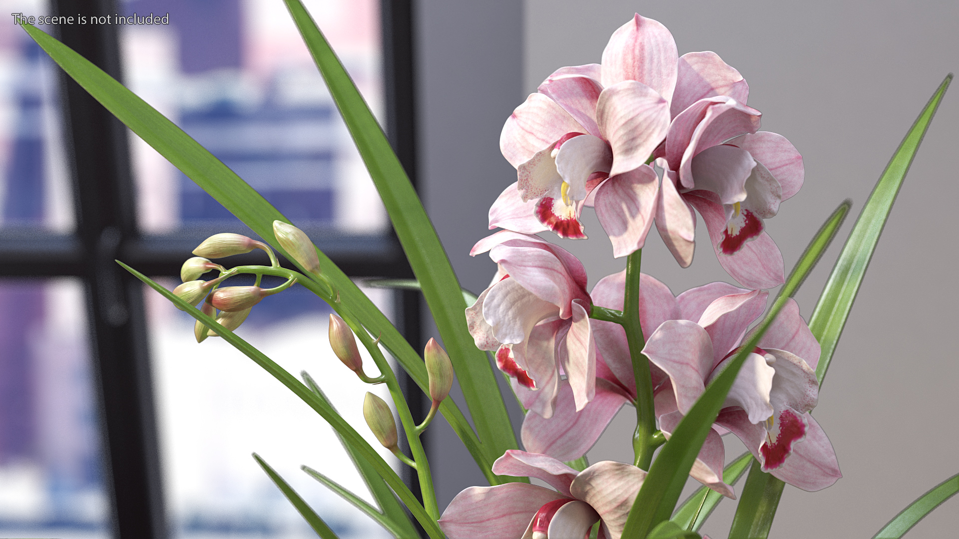 3D model Orchid Pot Pink