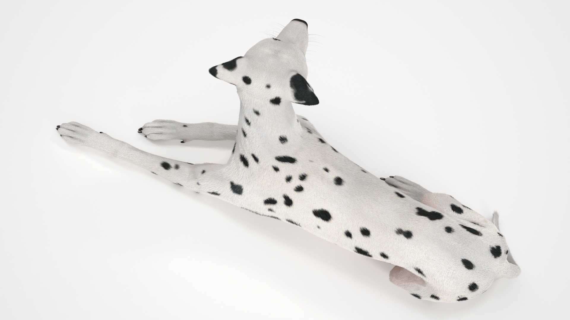 3D Lying Dalmatian Dog Fur model