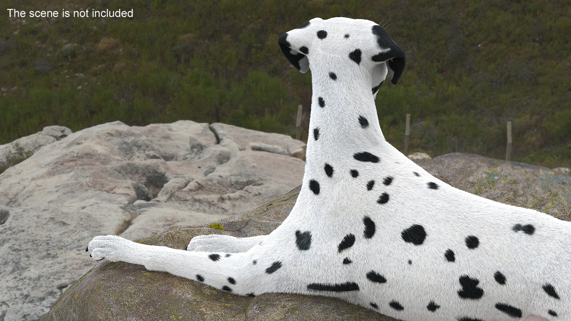 3D Lying Dalmatian Dog Fur model
