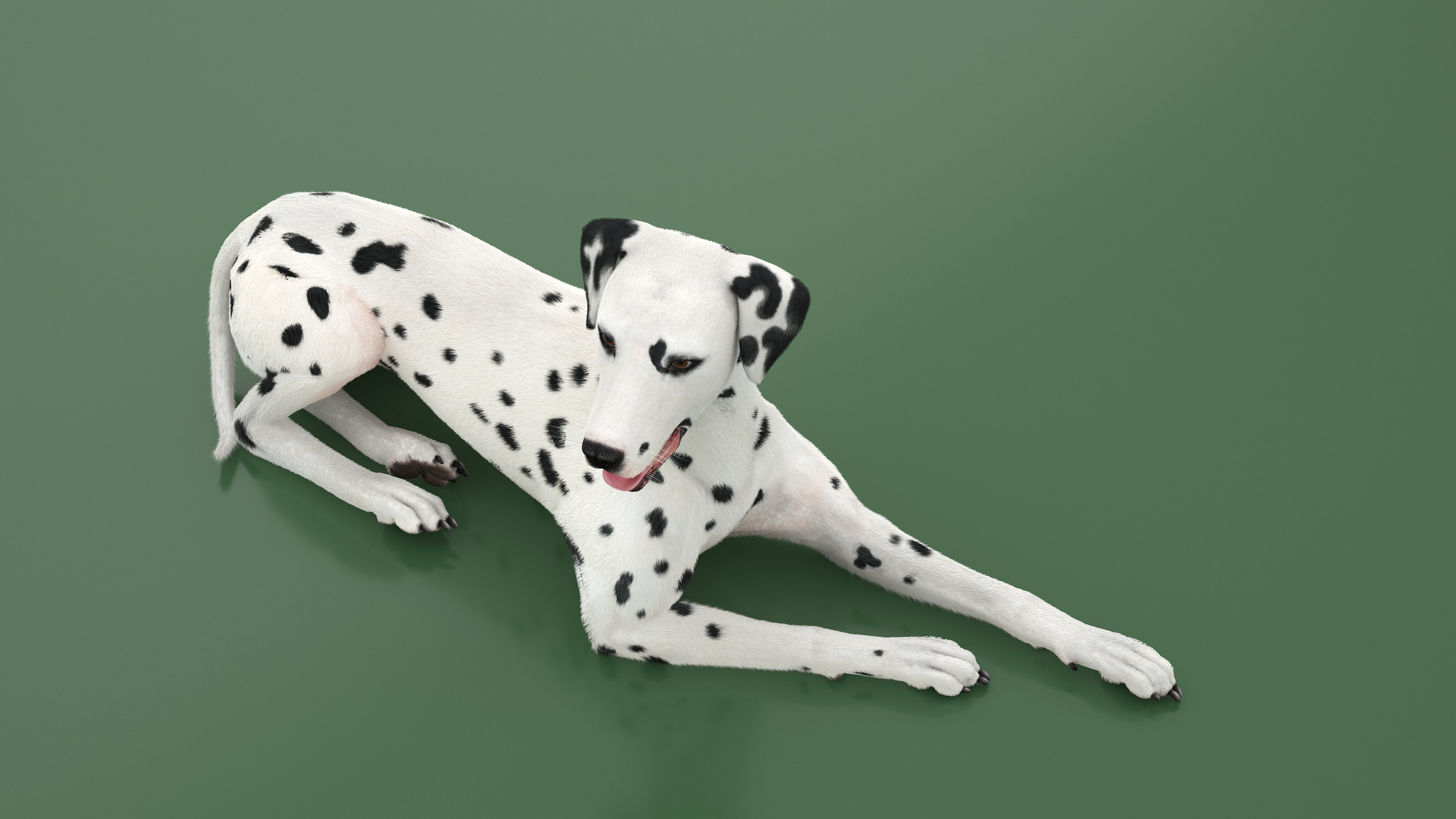 3D Lying Dalmatian Dog Fur model