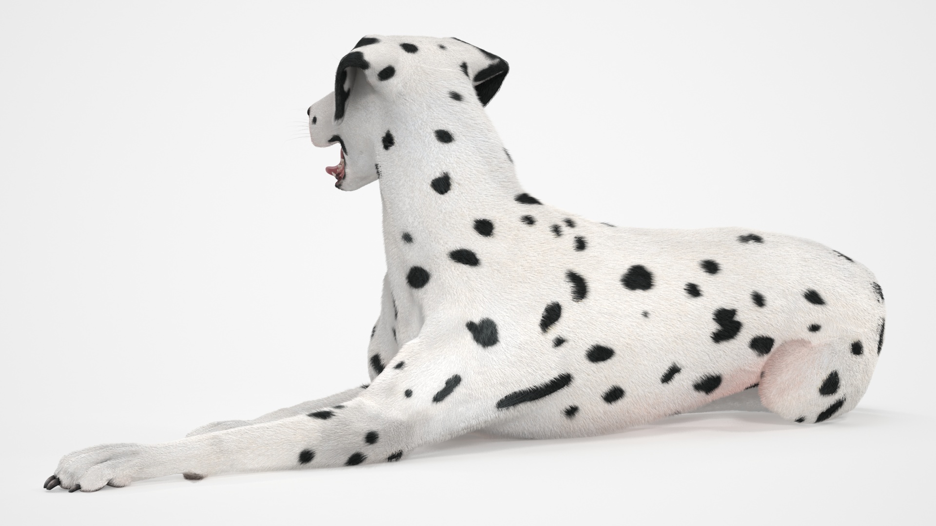 3D Lying Dalmatian Dog Fur model