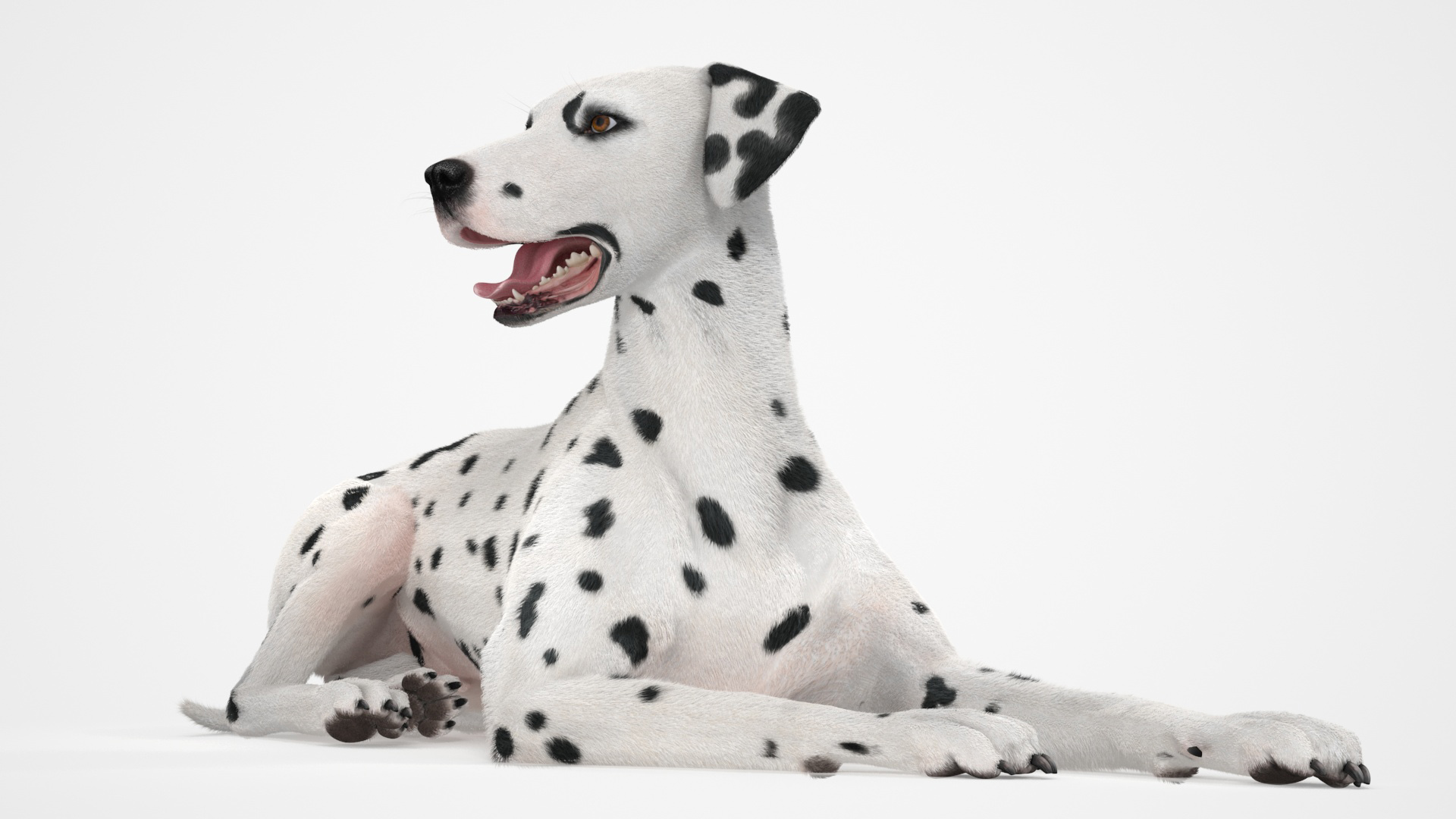 3D Lying Dalmatian Dog Fur model