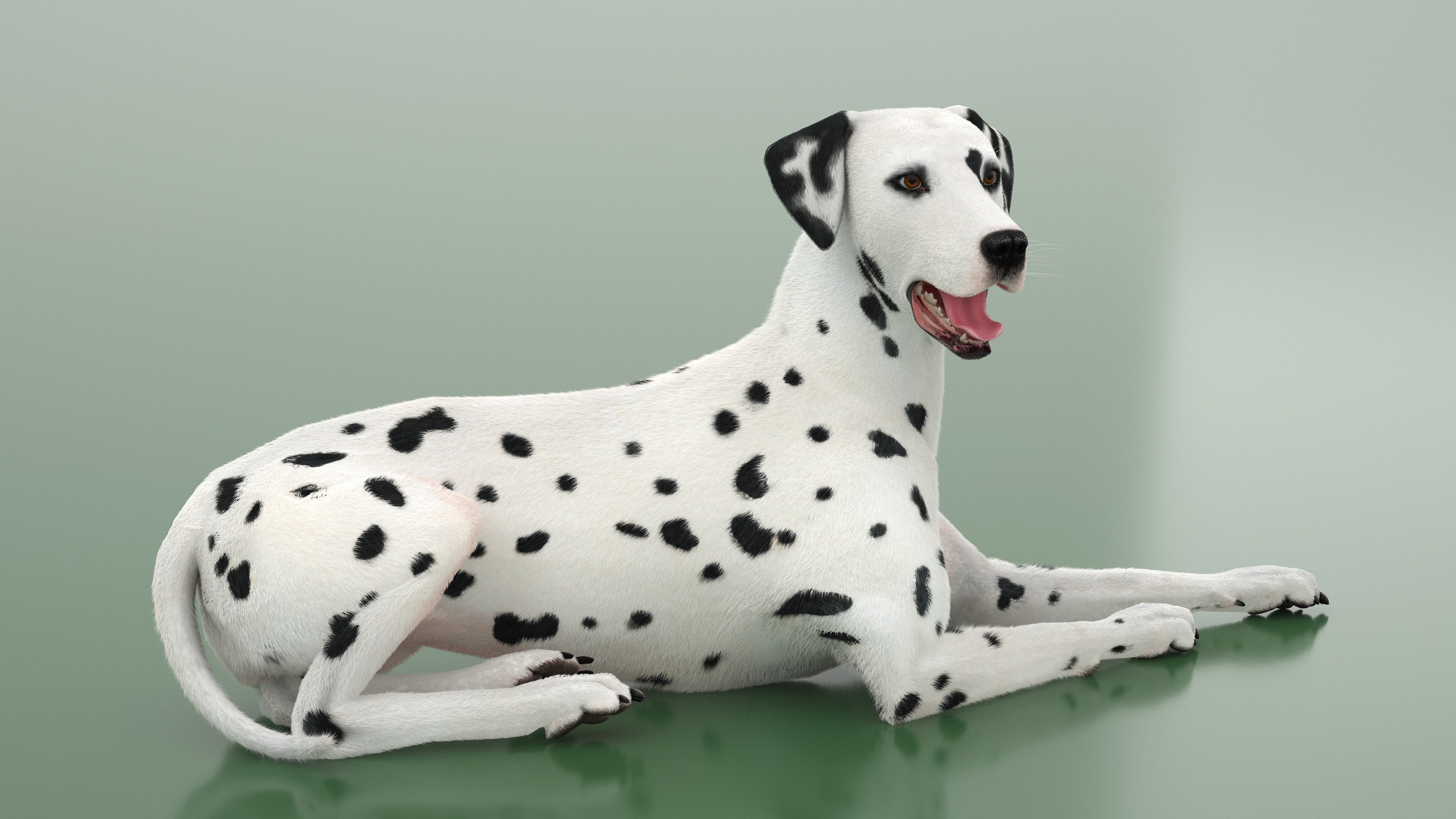 3D Lying Dalmatian Dog Fur model