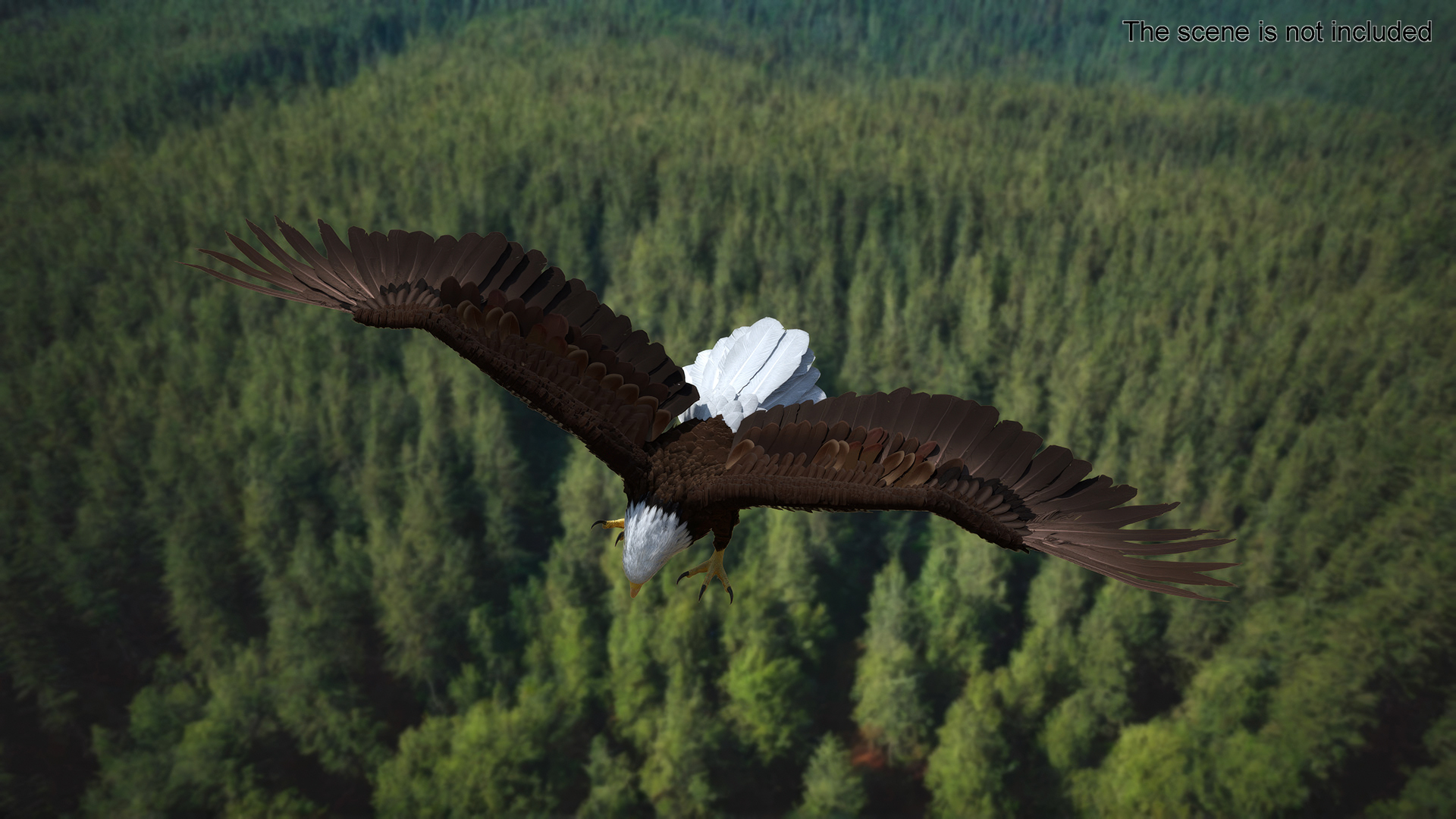 Bald Eagle Attack 3D