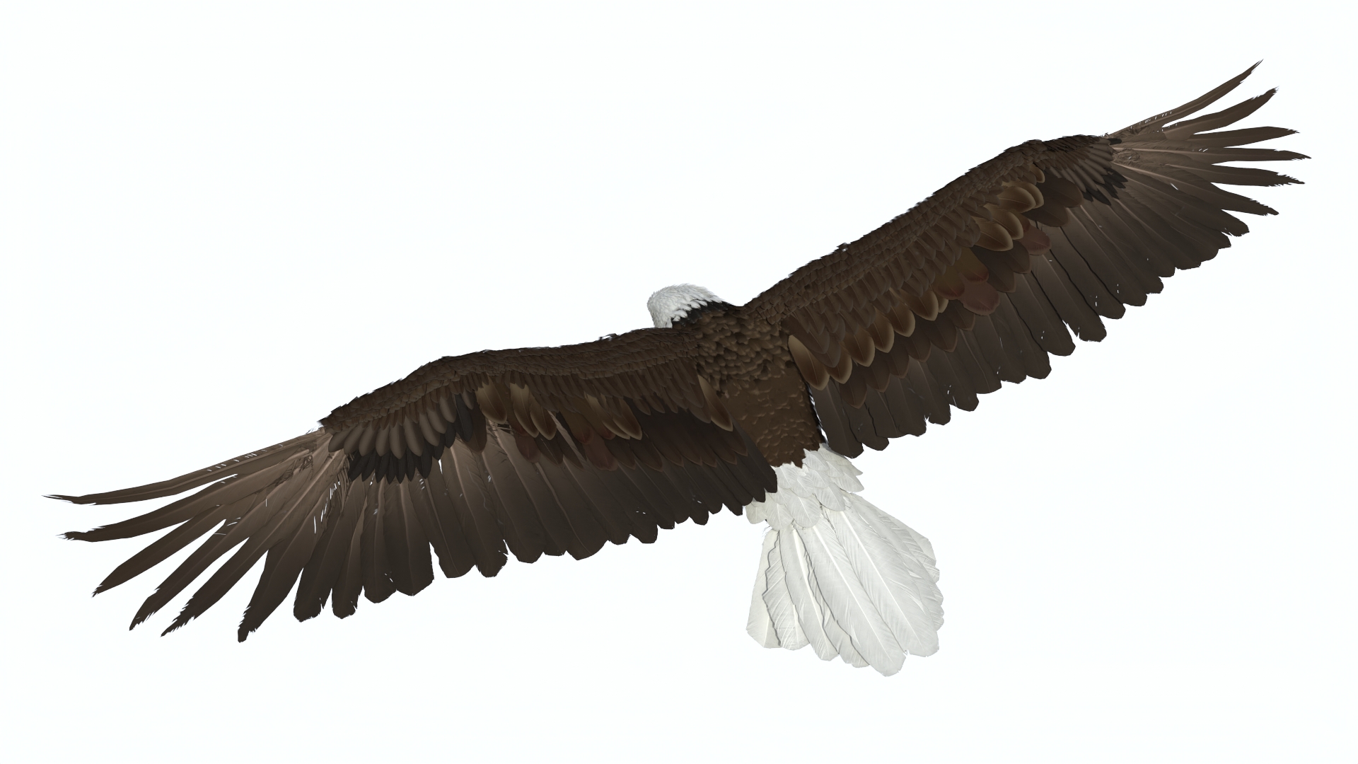 Bald Eagle Attack 3D