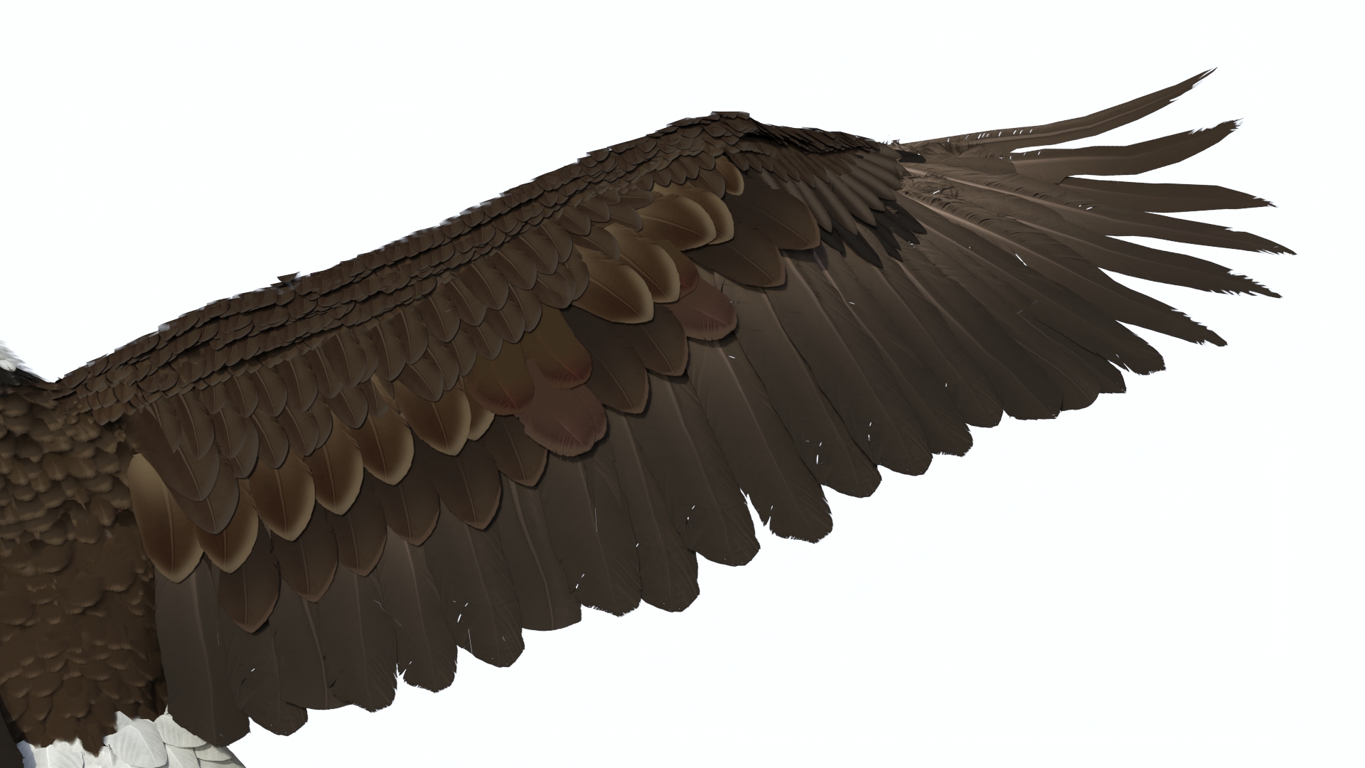 Bald Eagle Attack 3D