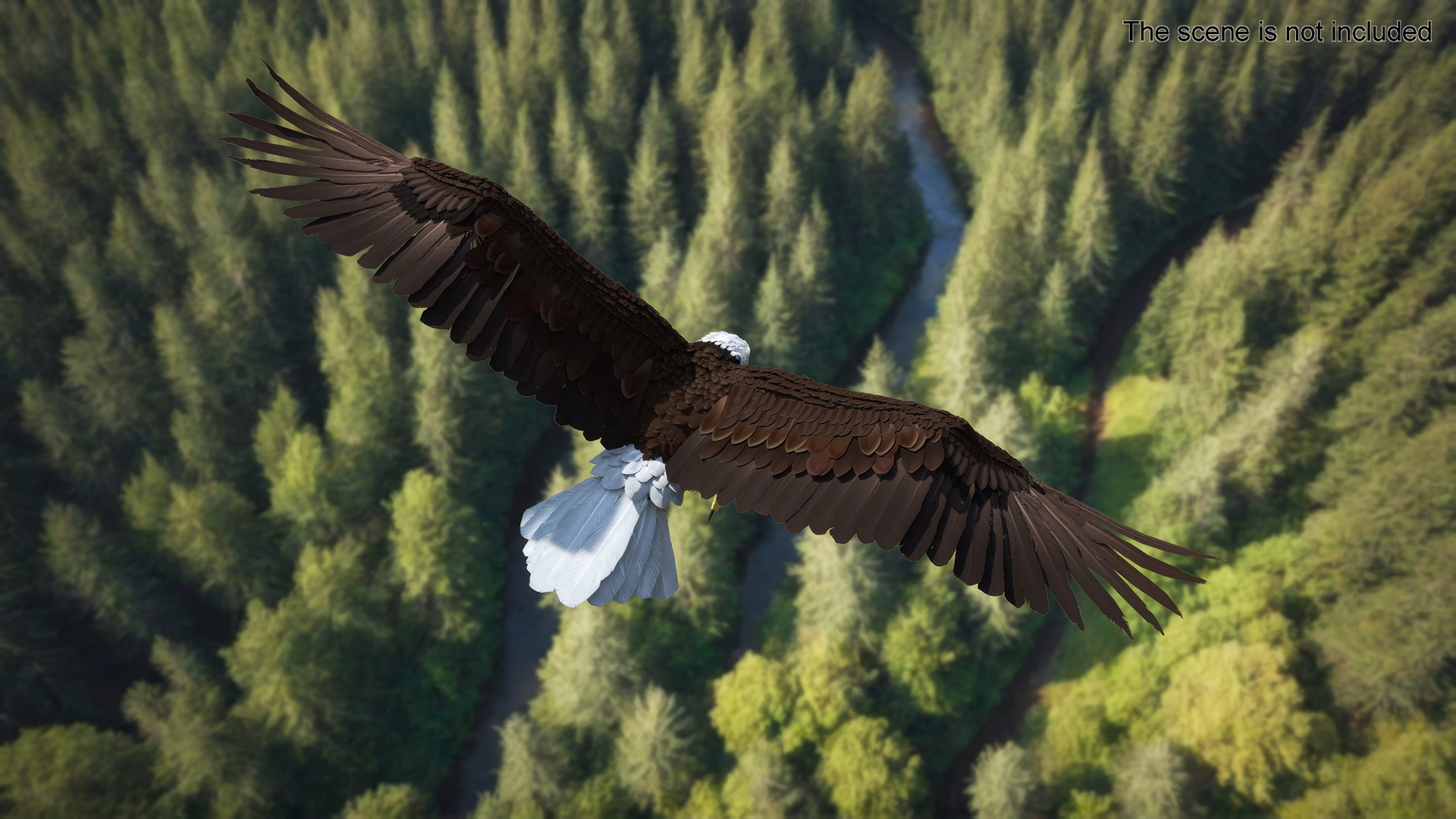 Bald Eagle Attack 3D
