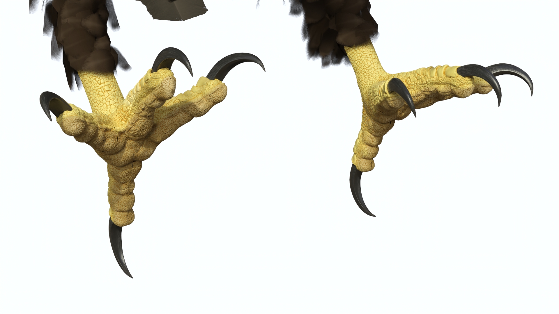 Bald Eagle Attack 3D