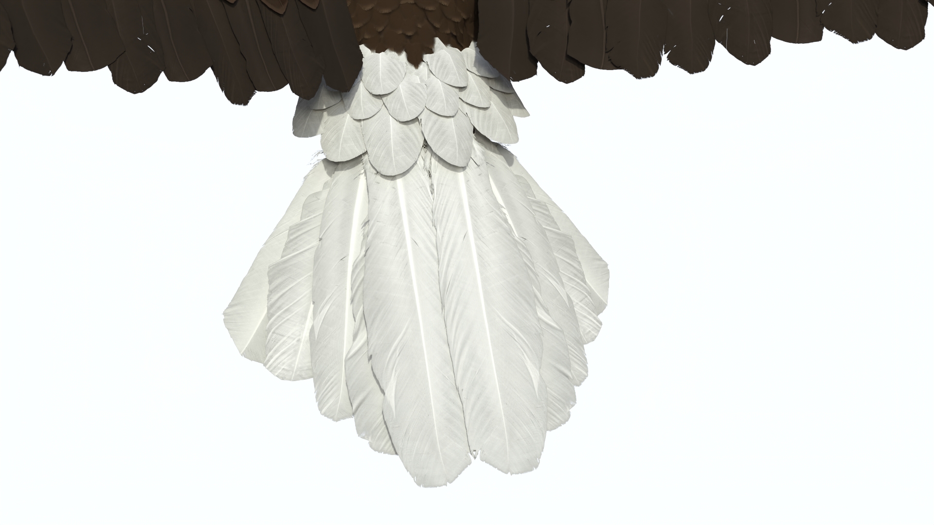 Bald Eagle Attack 3D
