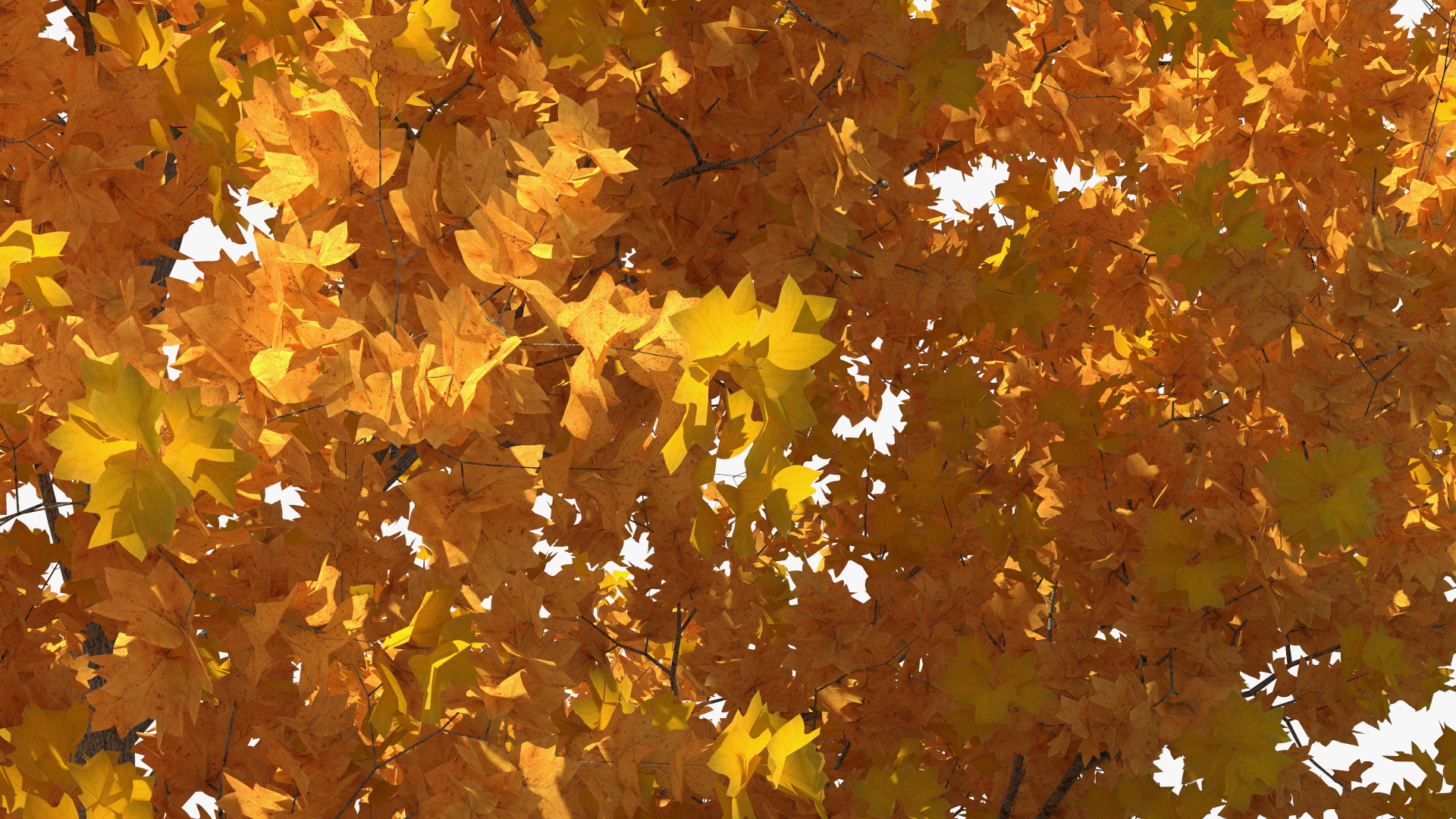 3D model Autumn Yellow Poplar Tree