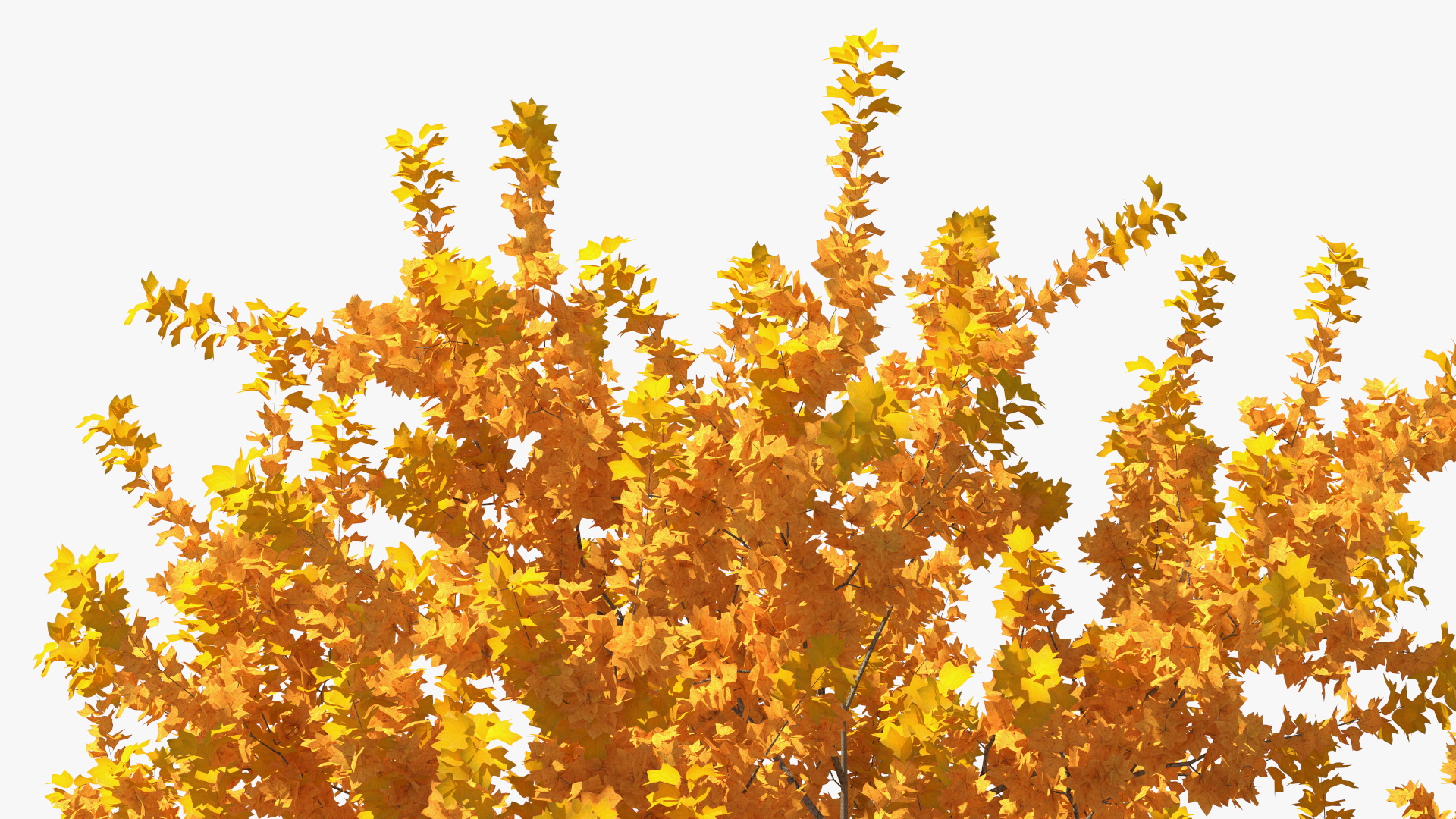 3D model Autumn Yellow Poplar Tree