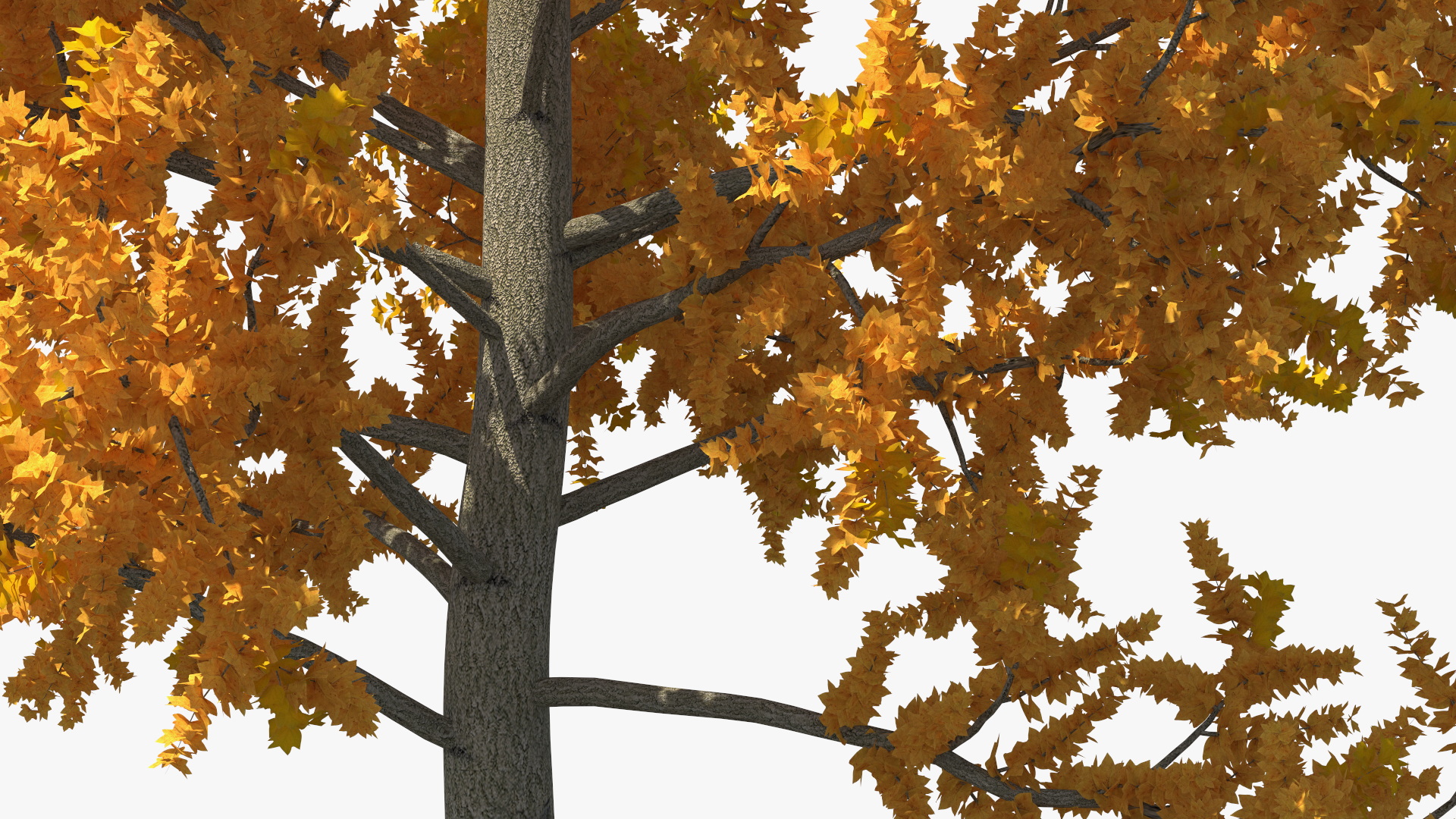 3D model Autumn Yellow Poplar Tree