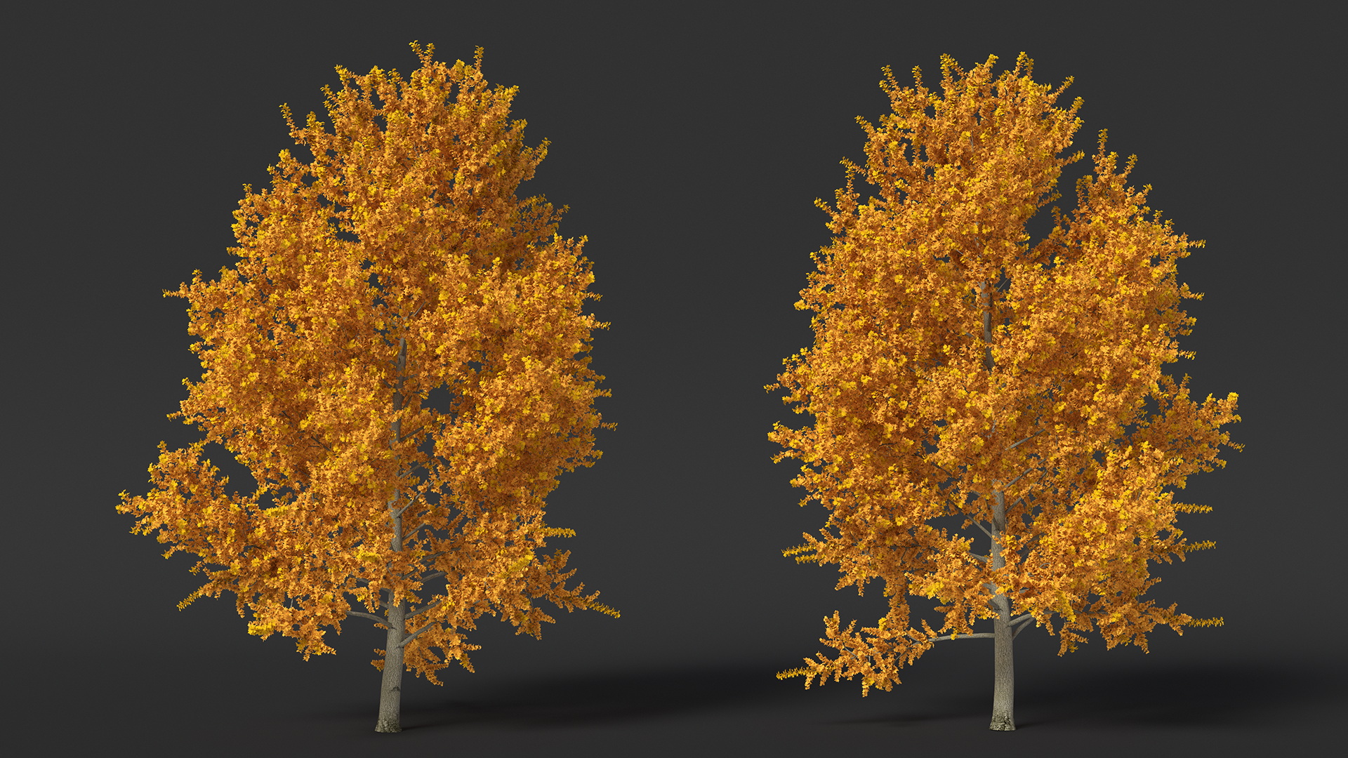 3D model Autumn Yellow Poplar Tree