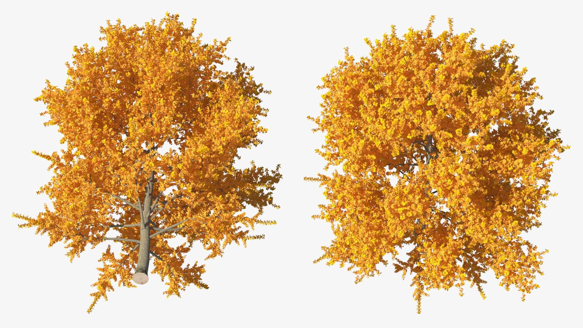 3D model Autumn Yellow Poplar Tree