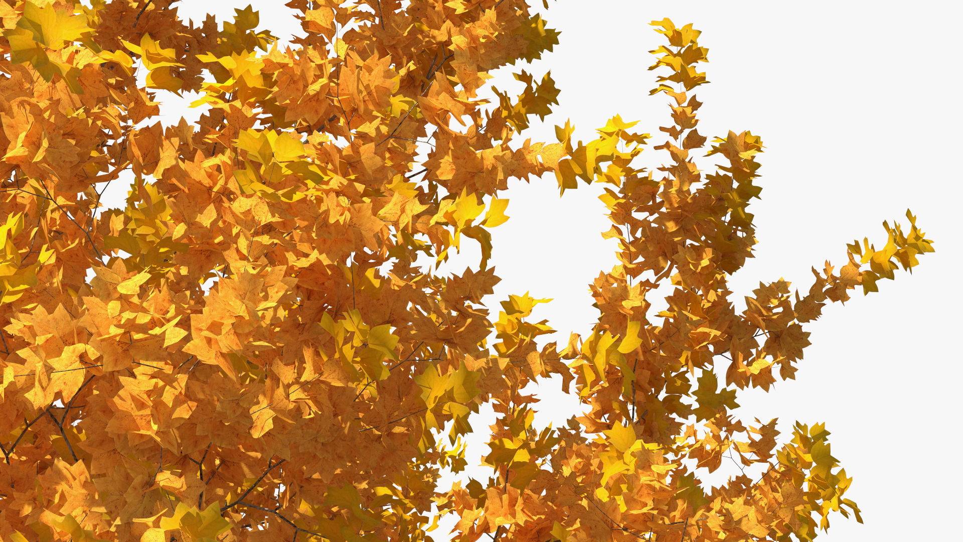 3D model Autumn Yellow Poplar Tree