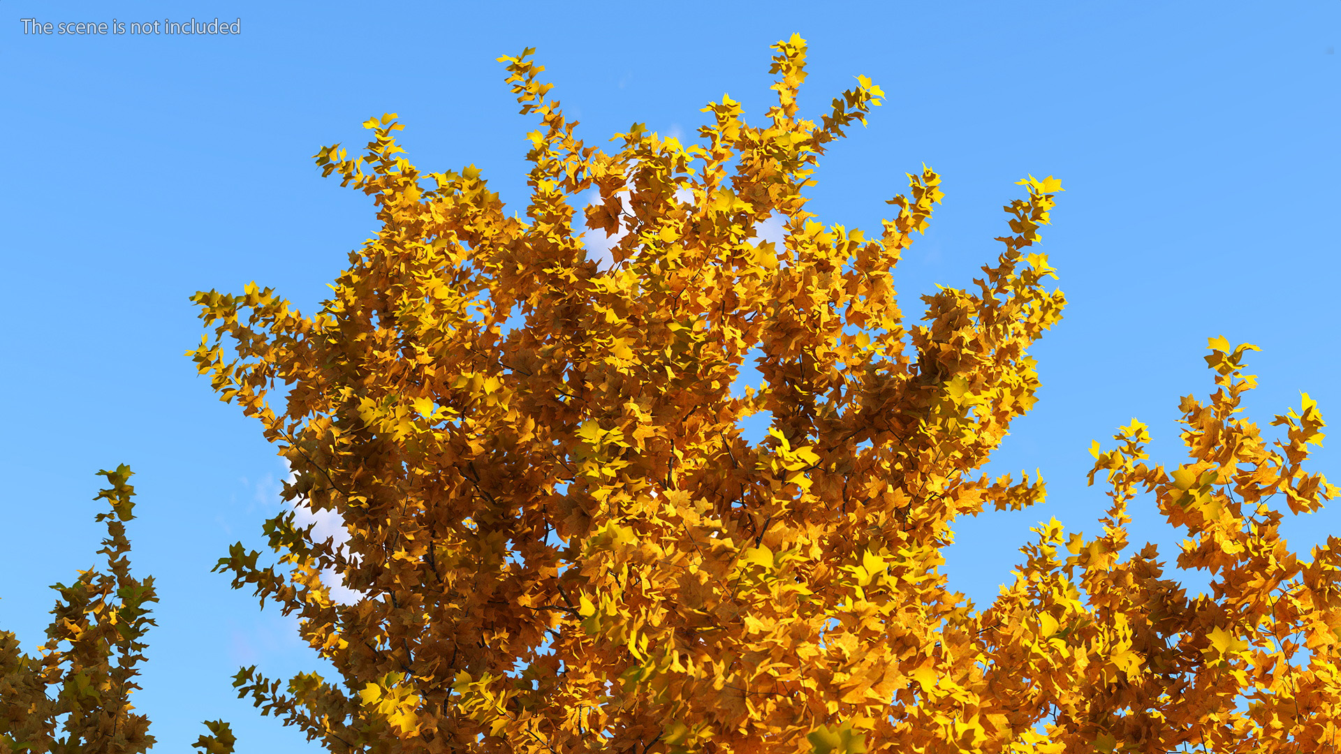 3D model Autumn Yellow Poplar Tree