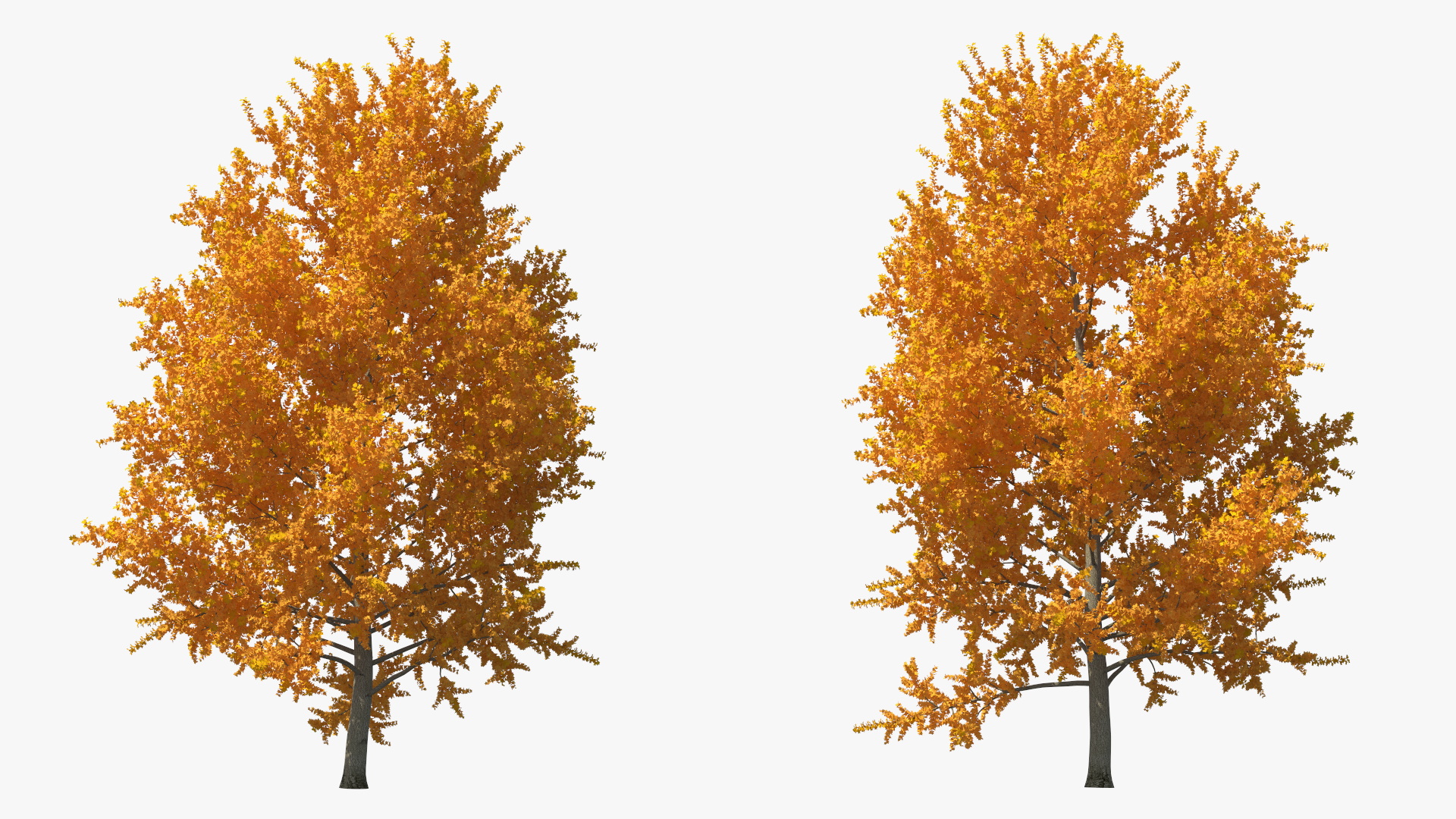 3D model Autumn Yellow Poplar Tree