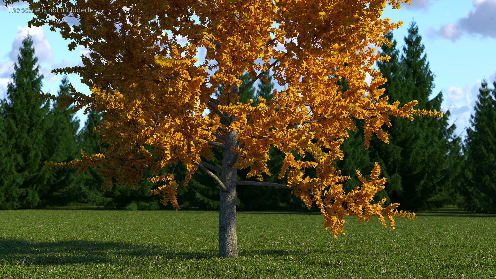 3D model Autumn Yellow Poplar Tree