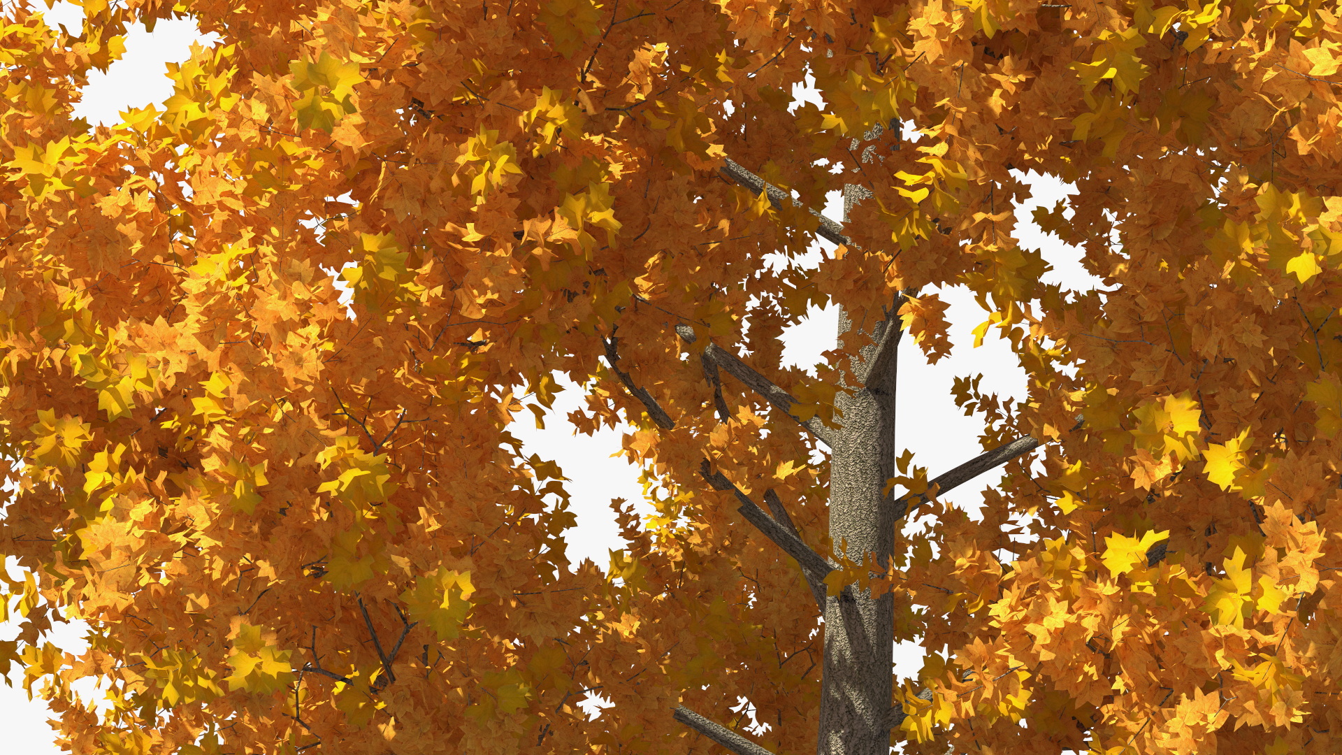 3D model Autumn Yellow Poplar Tree