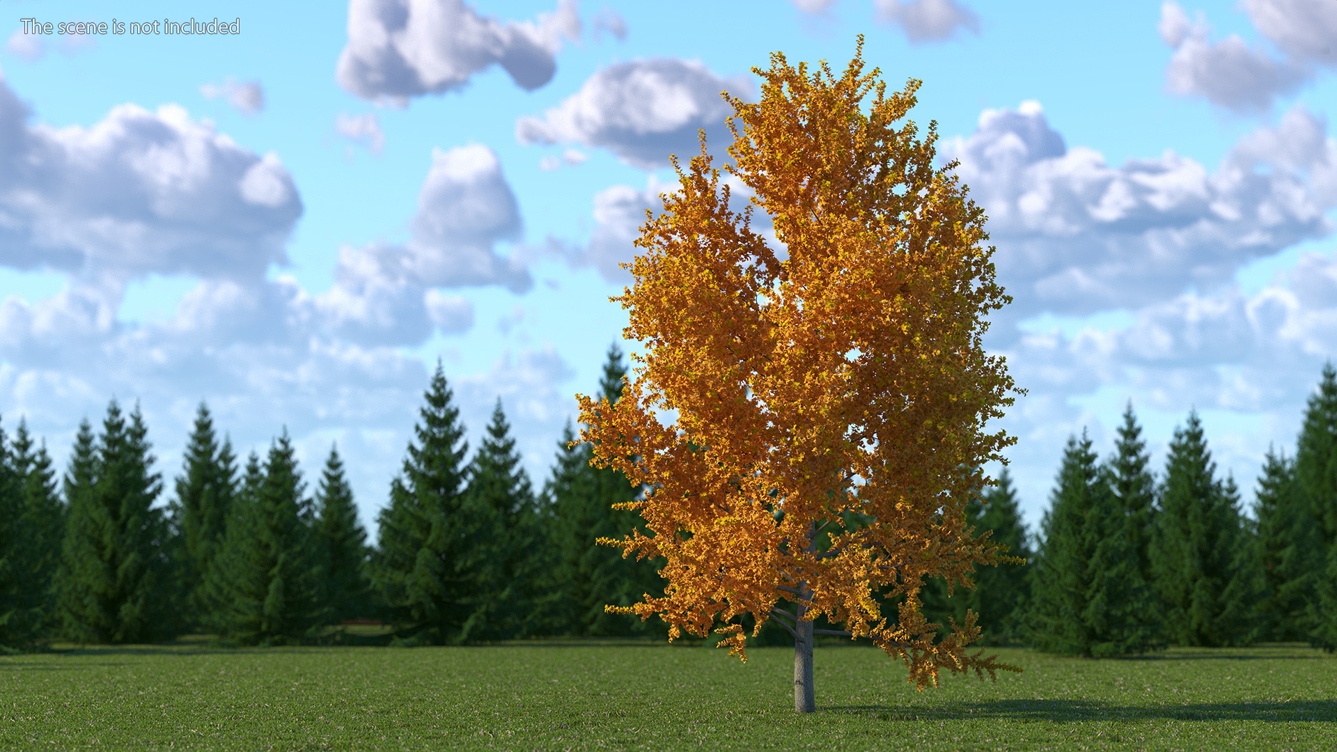 3D model Autumn Yellow Poplar Tree