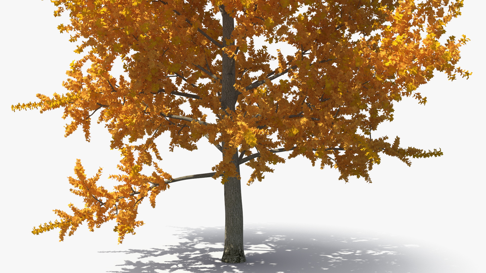 3D model Autumn Yellow Poplar Tree