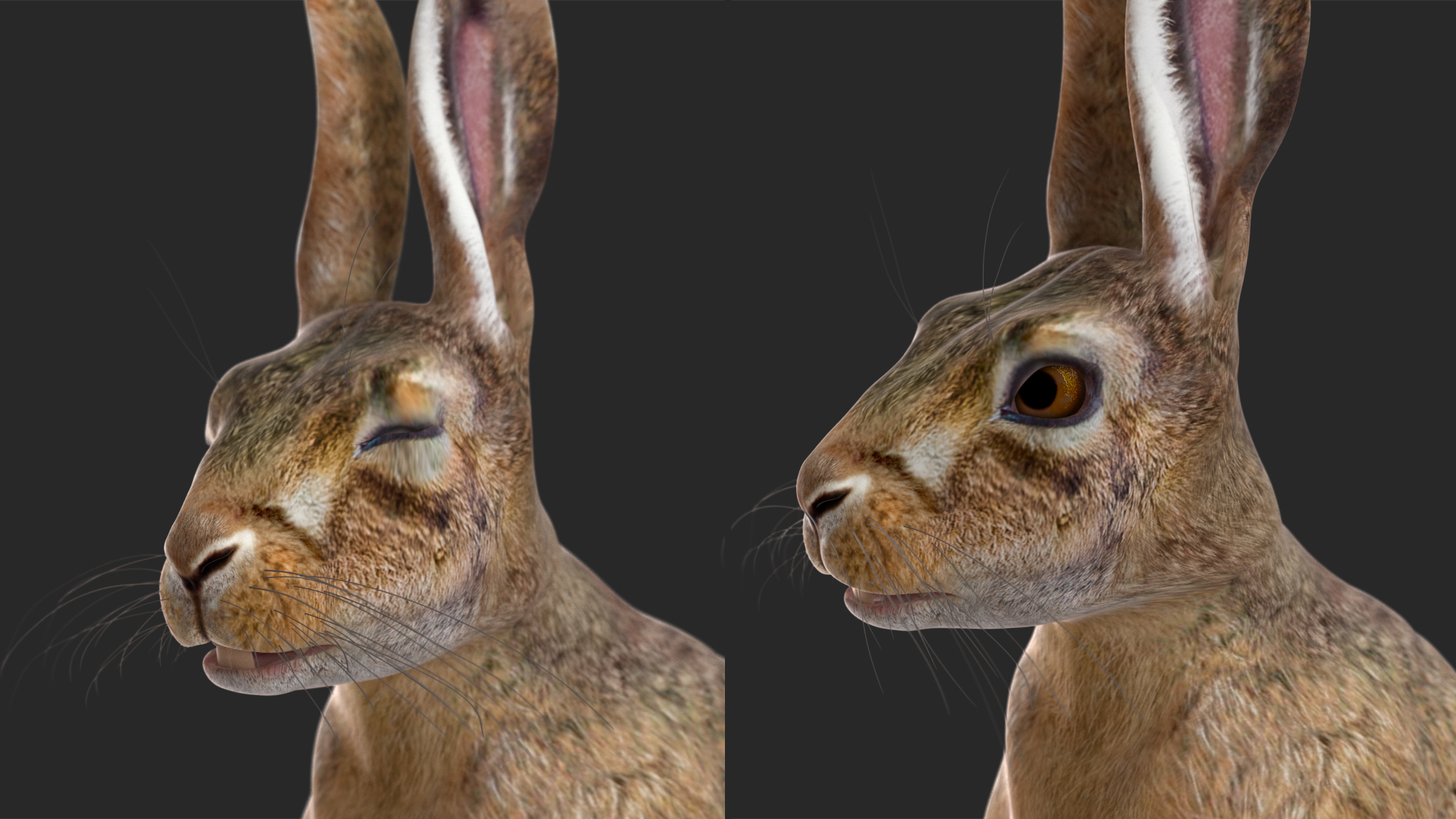 3D Hare  Animated Rigged