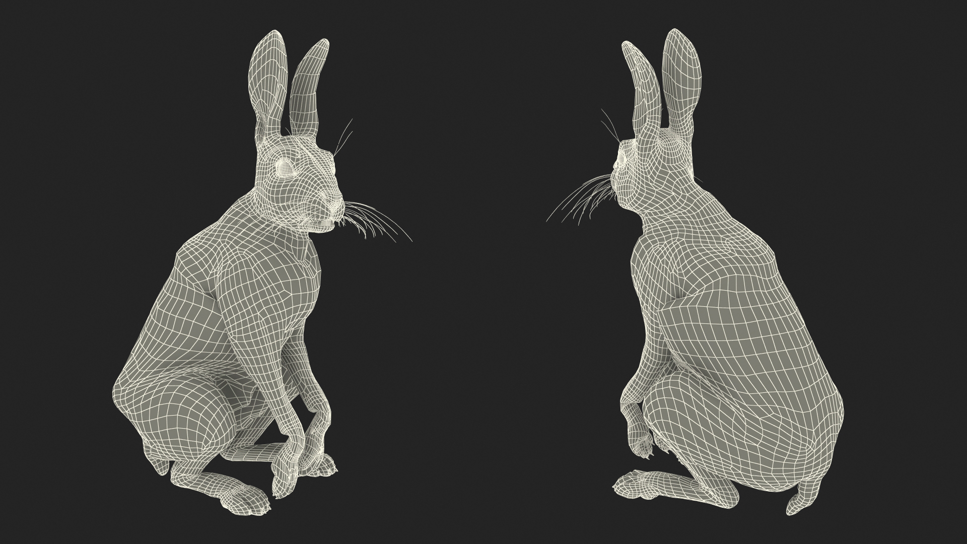 3D Hare  Animated Rigged
